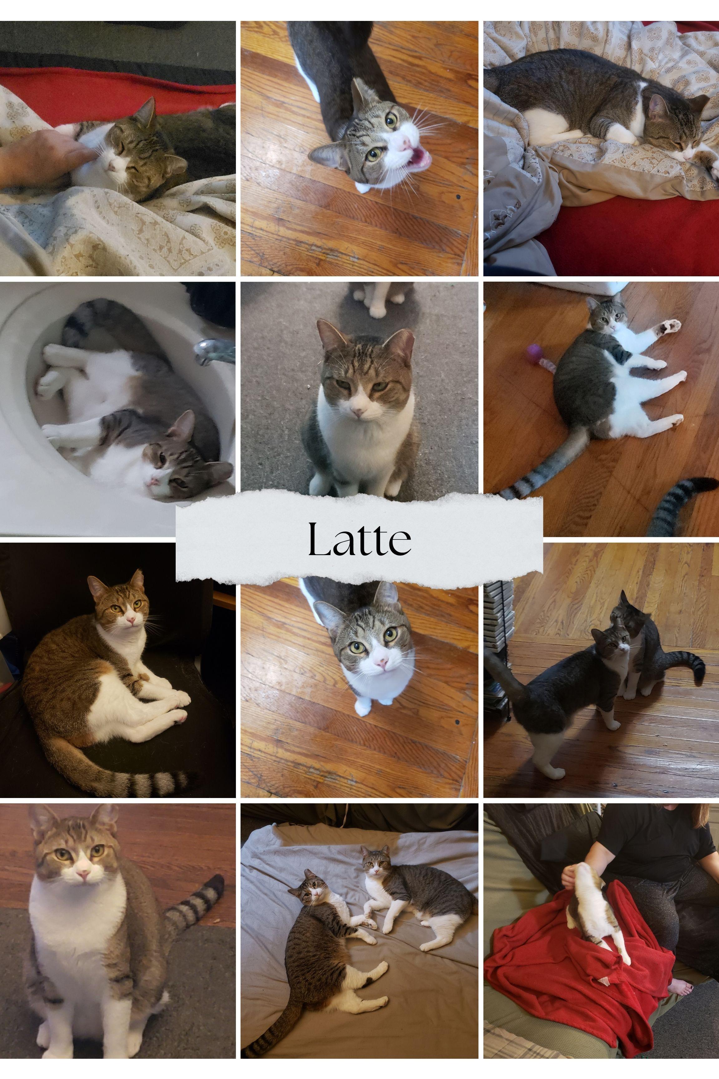 Enlarge Mocha & Latte, an adoptable Domestic Short Hair in Schenectady, NY image 3/3