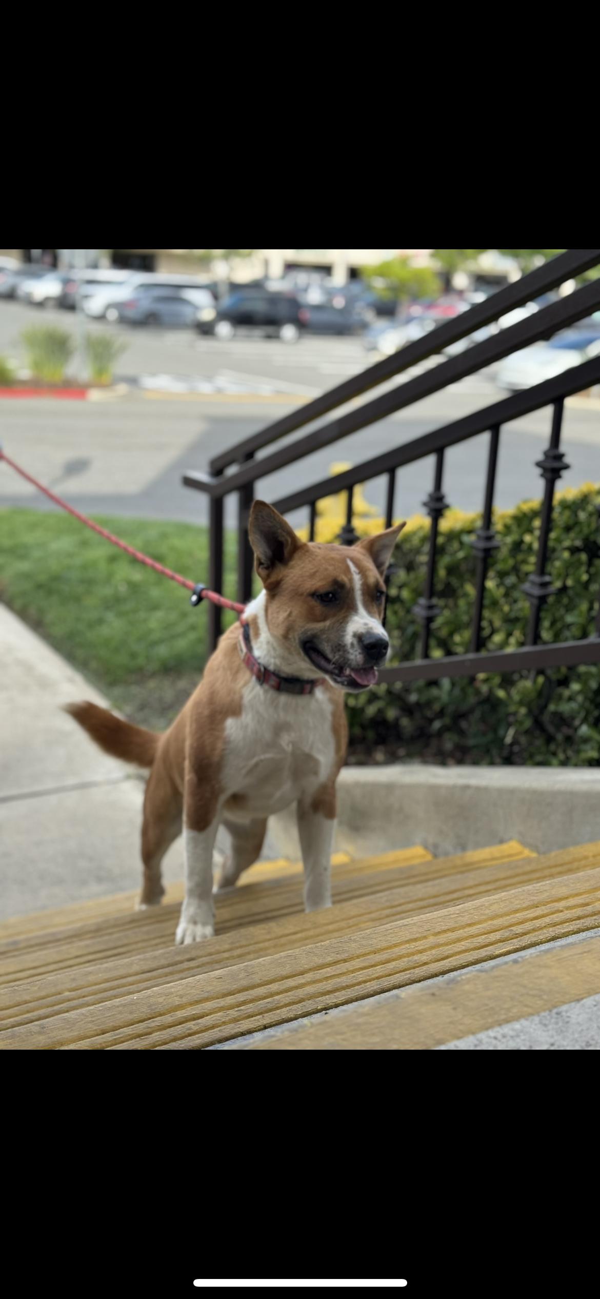 Milly, a ADOPTABLE mixed breed in Hamden, CT image 2/6