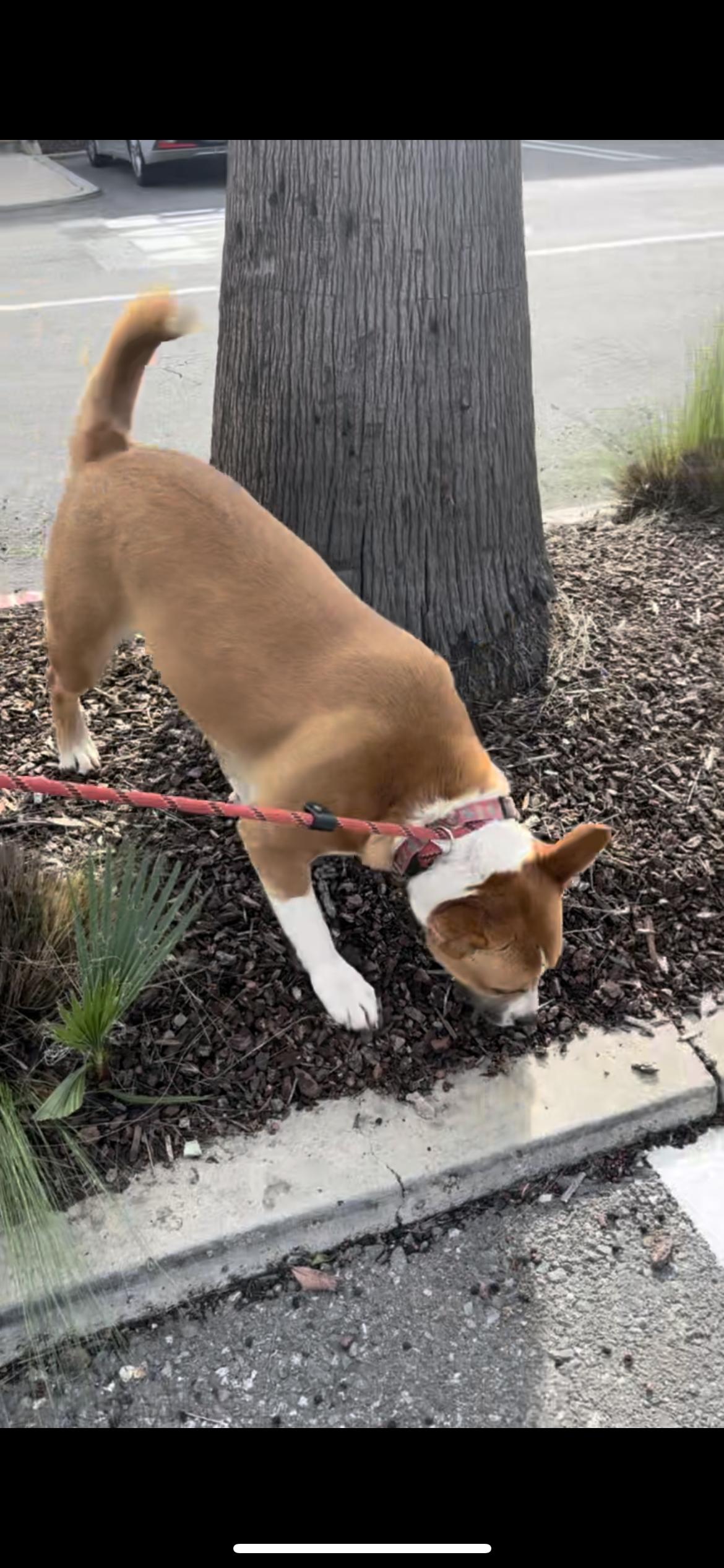 Milly, a ADOPTABLE mixed breed in Hamden, CT image 4/6