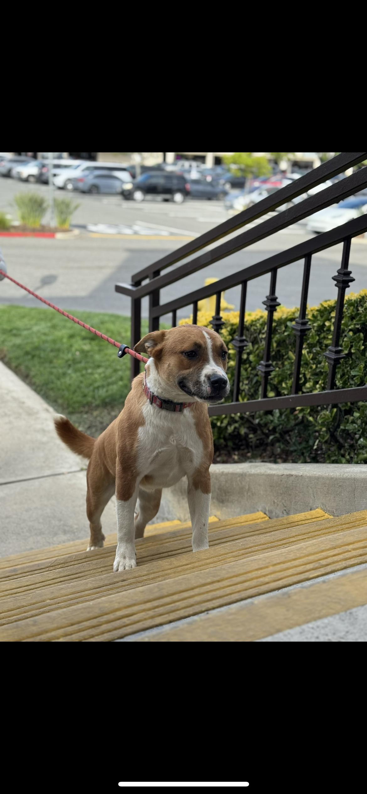 Milly, a ADOPTABLE mixed breed in Hamden, CT image 6/6