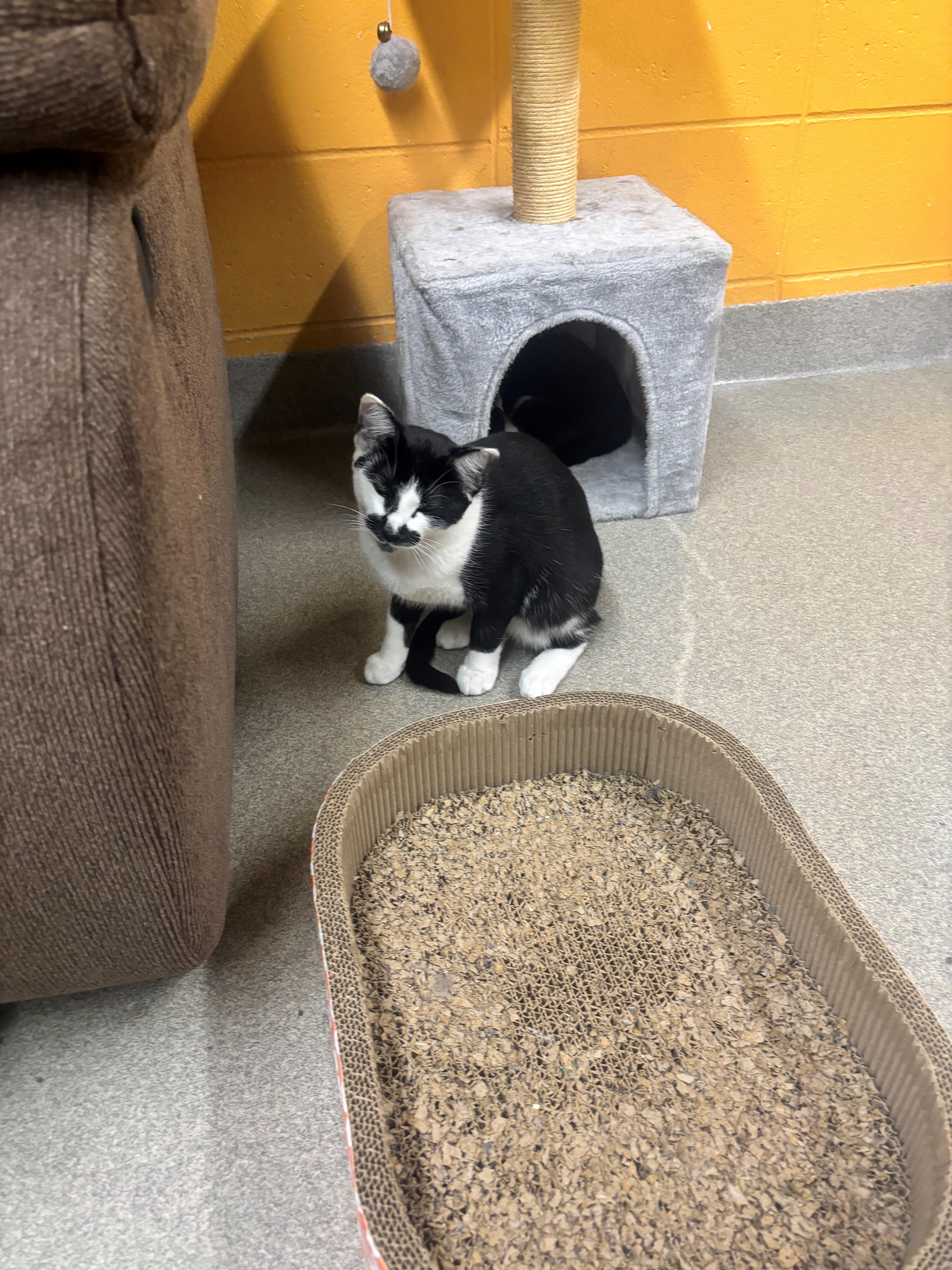 Sage, Adoptable, Young Male Domestic Short Hair.