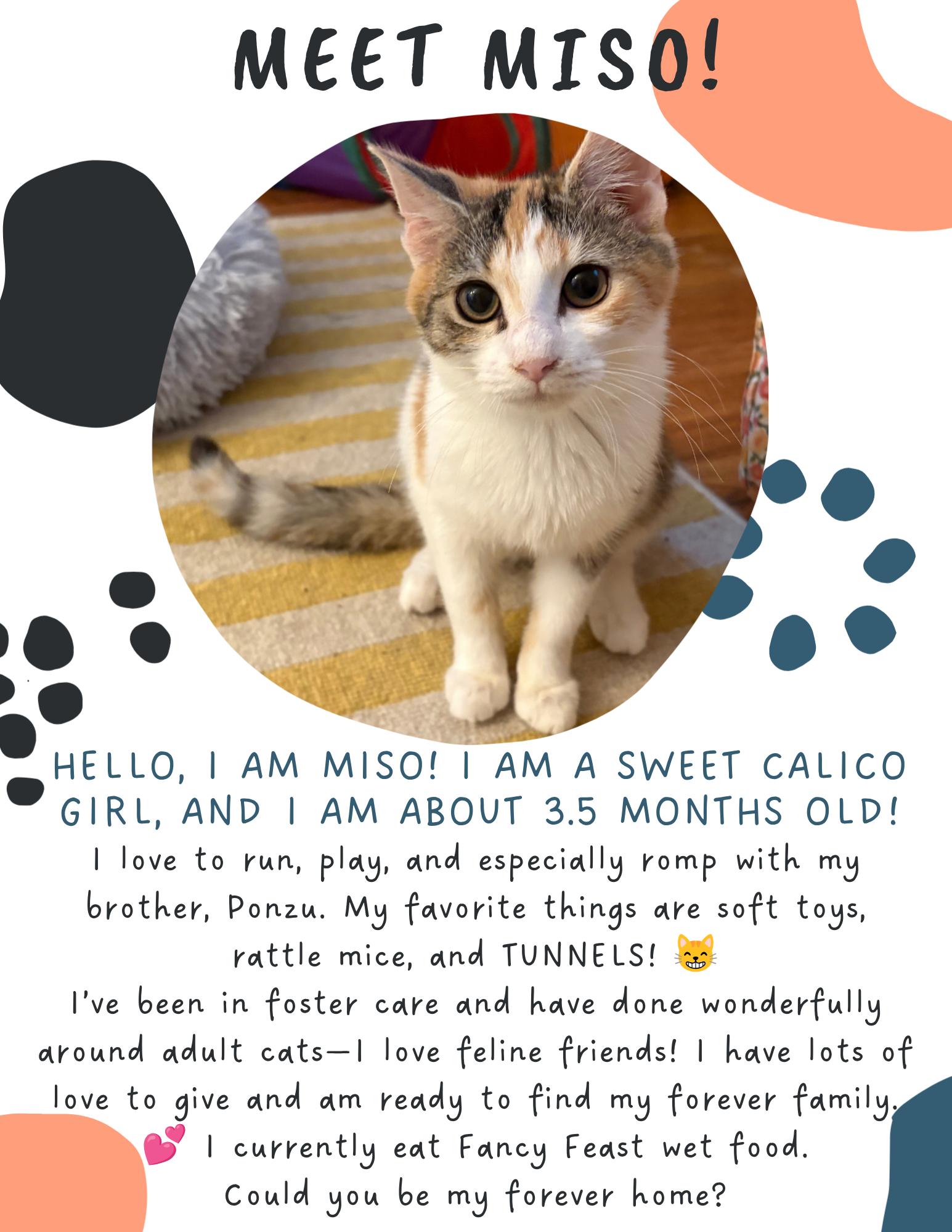 Enlarge Miso (FCID# 08/24/2026 - 3 Christiana PS) C, a Adoptable mixed breed in Greenville, DE image 3/3
