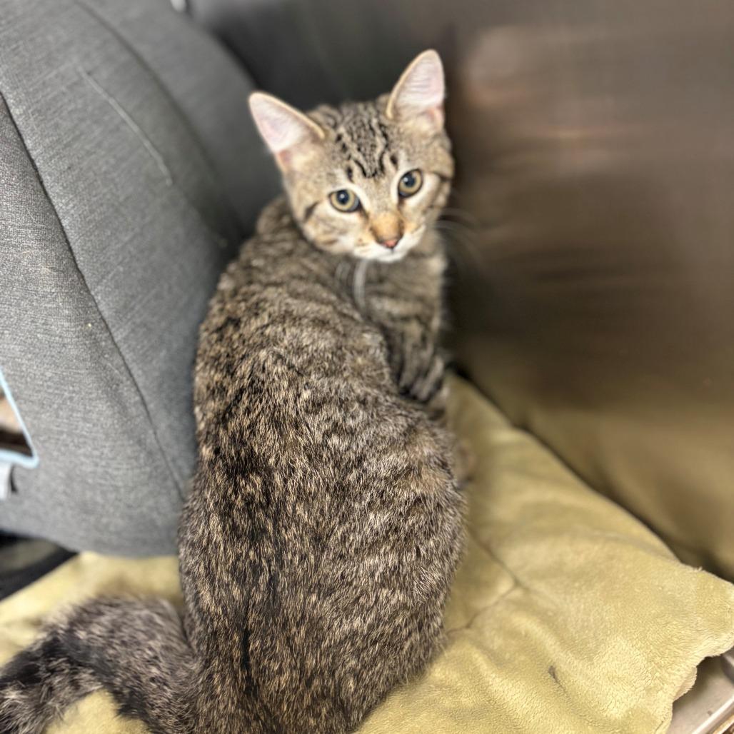Walt, Adoptable, Kitten Male Domestic Short Hair.