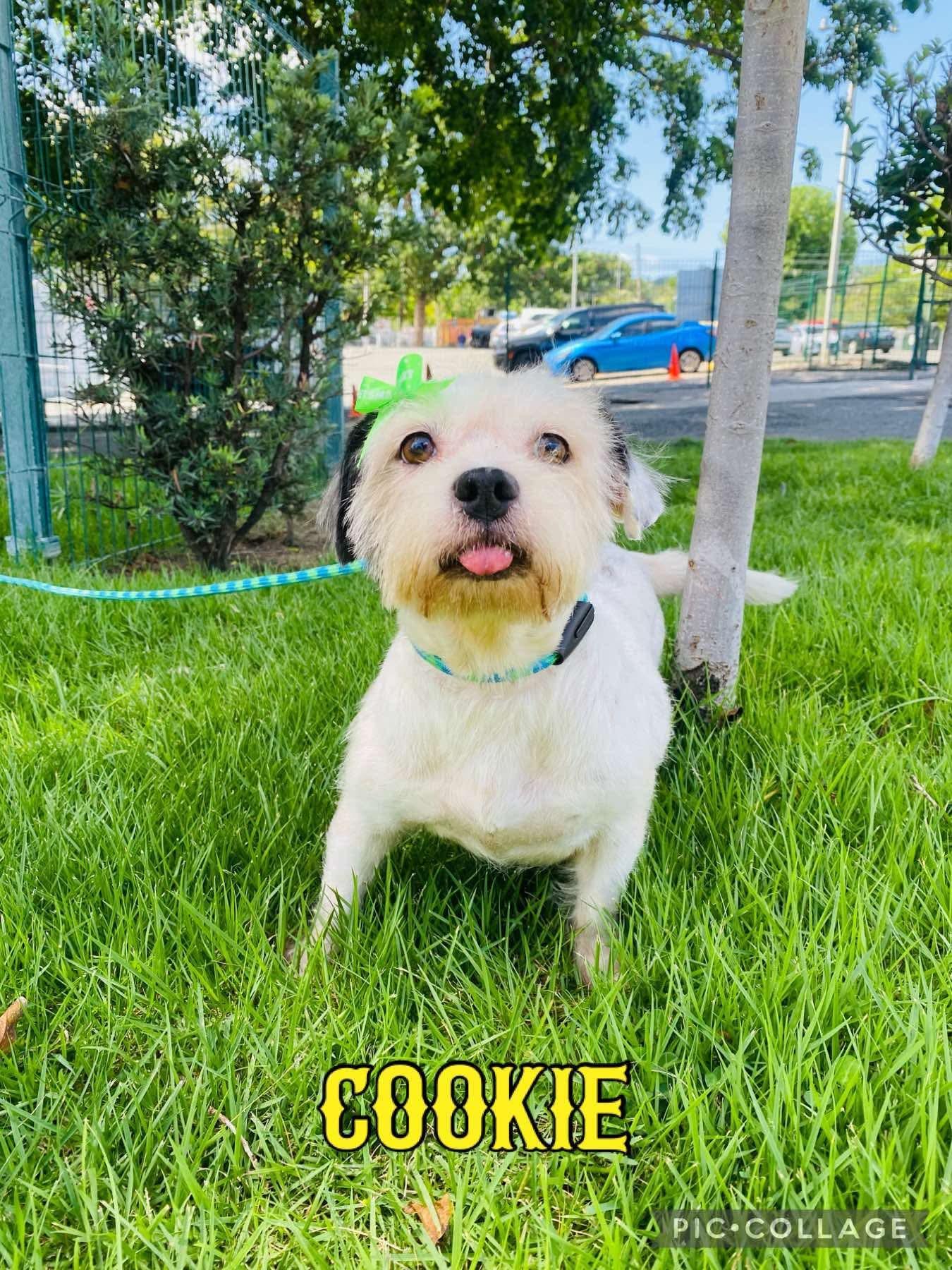Cookie