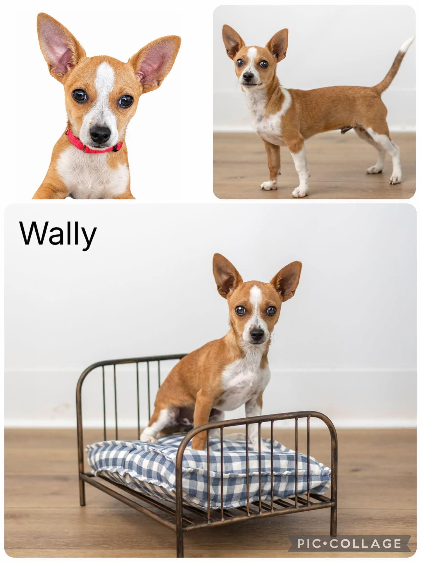 Wally, Adoptable, Young Male Chihuahua.