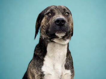 Enlarge PESO, a Adoptable mixed breed in San Pedro, CA image 1/1