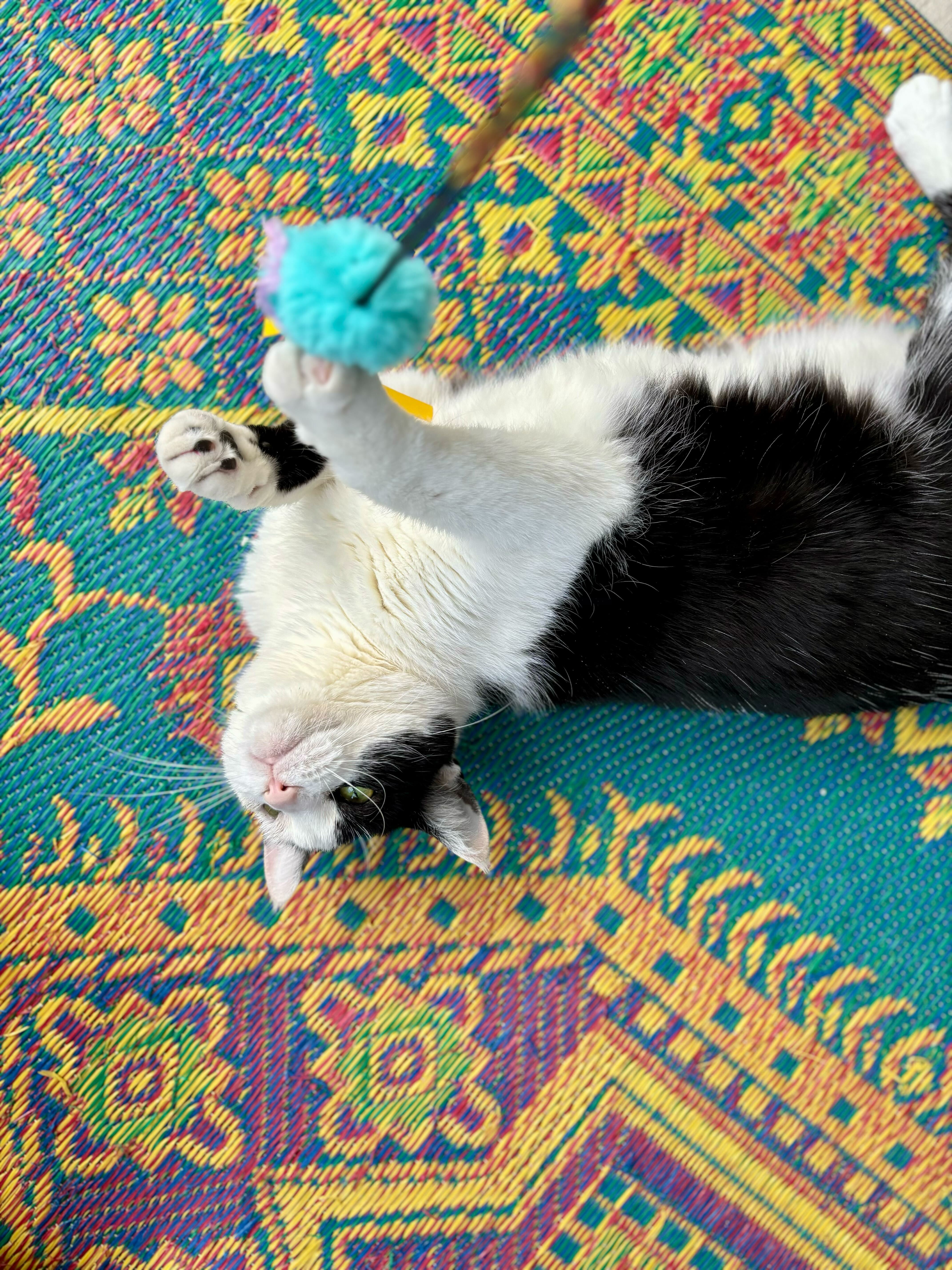 Enlarge Rosie, a Adopted Tuxedo in Woodstock, IL image 5/6