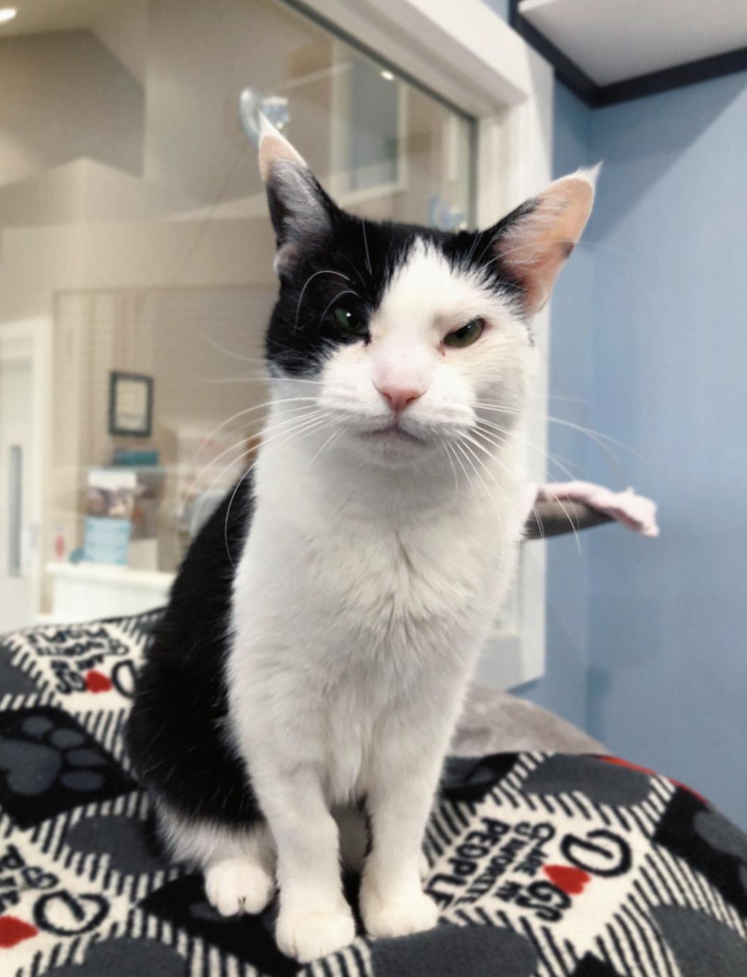 Enlarge Rosie, a Adopted Tuxedo in Woodstock, IL image 6/6