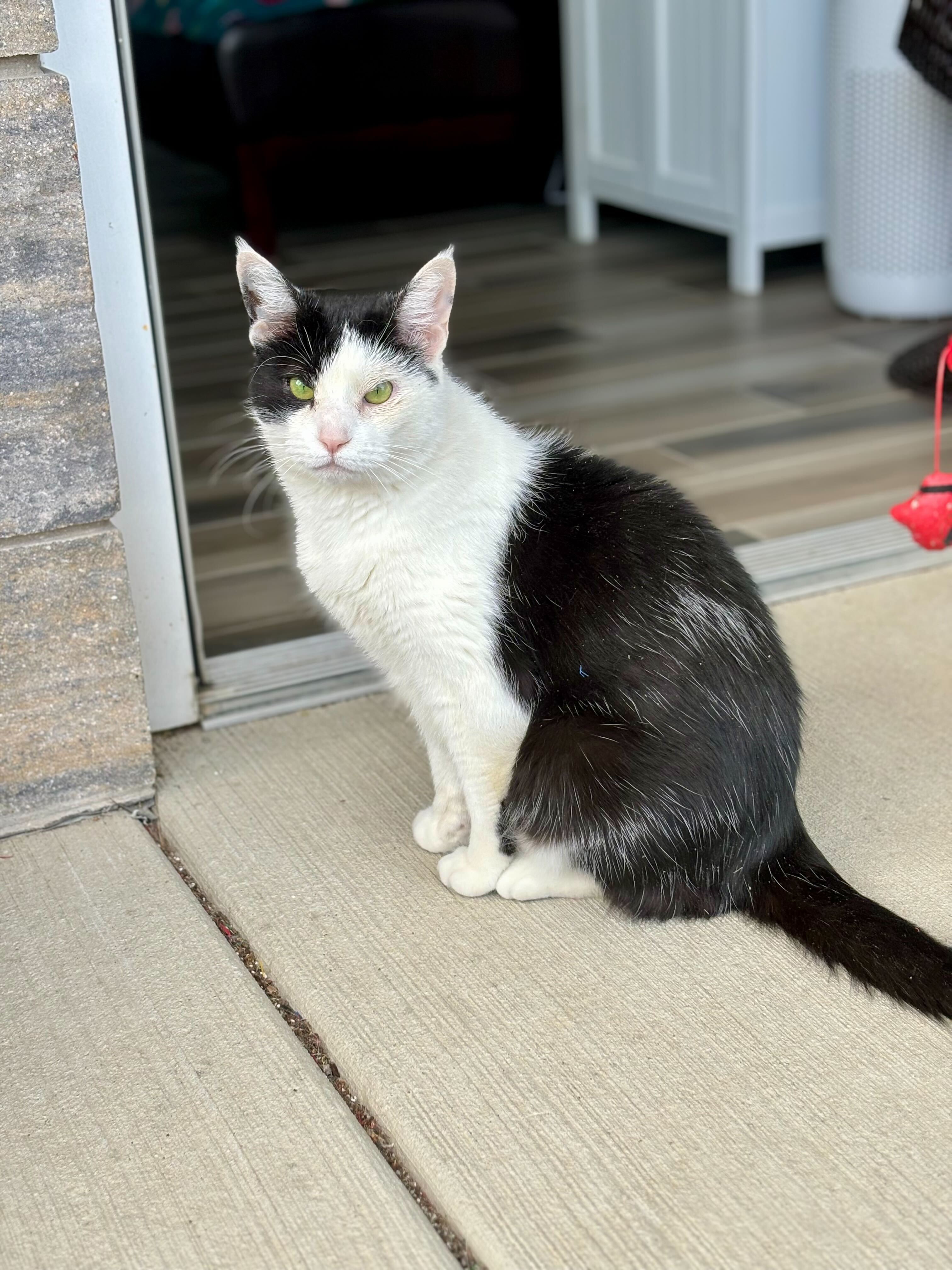 Enlarge Rosie, a Adopted Tuxedo in Woodstock, IL image 4/6