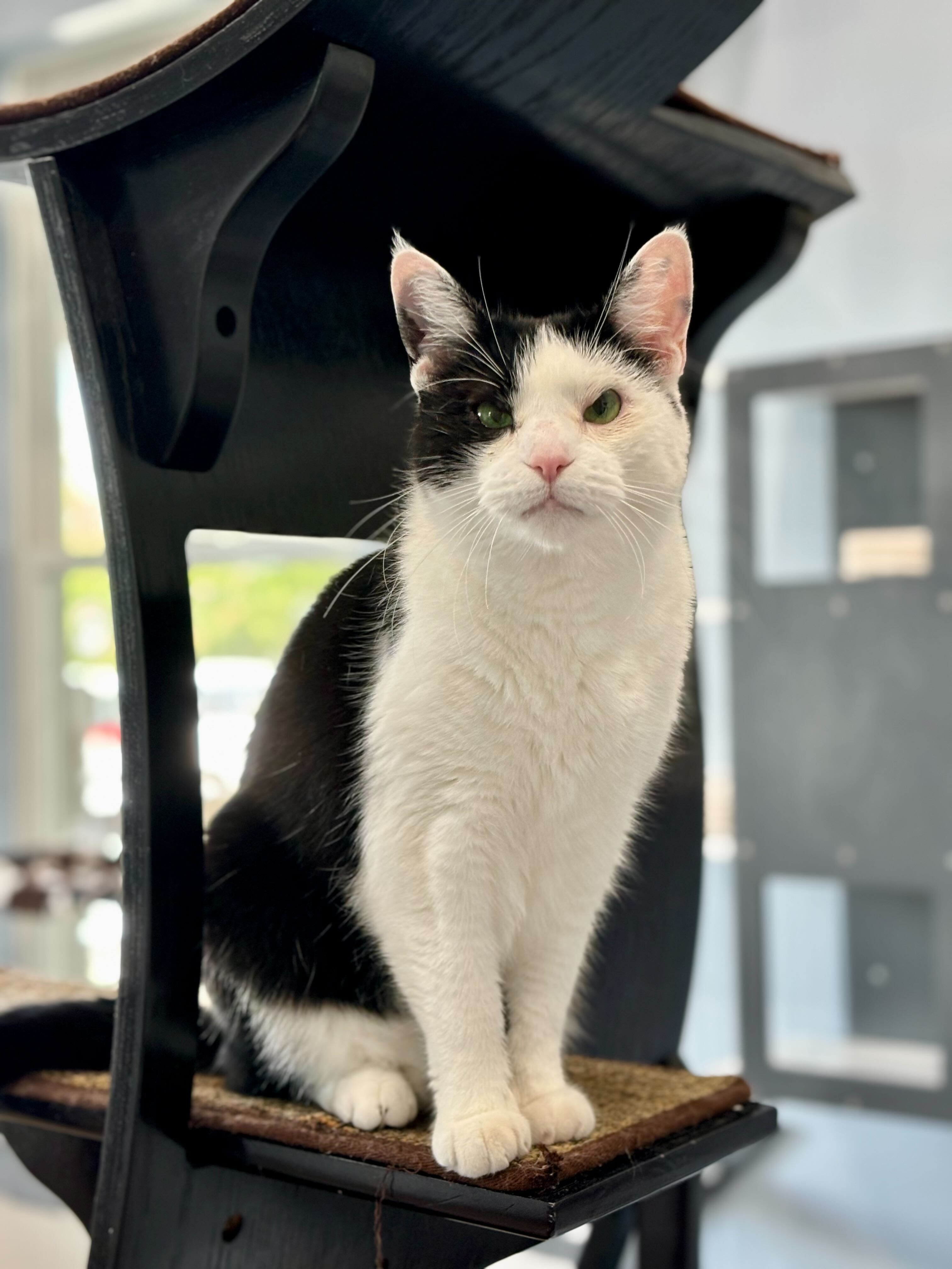 Enlarge Rosie, a Adopted Tuxedo in Woodstock, IL image 1/6