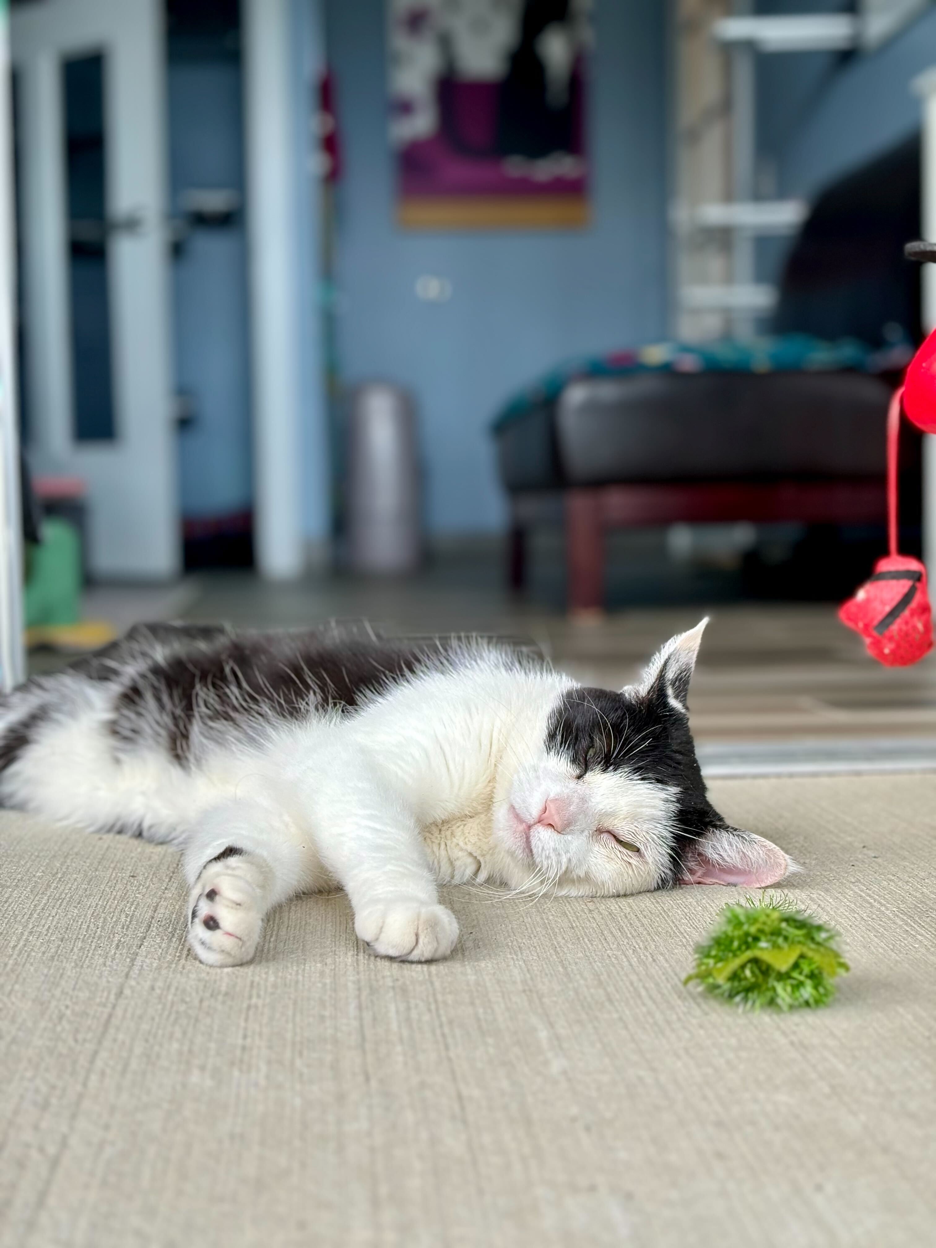 Enlarge Rosie, a Adopted Tuxedo in Woodstock, IL image 2/6