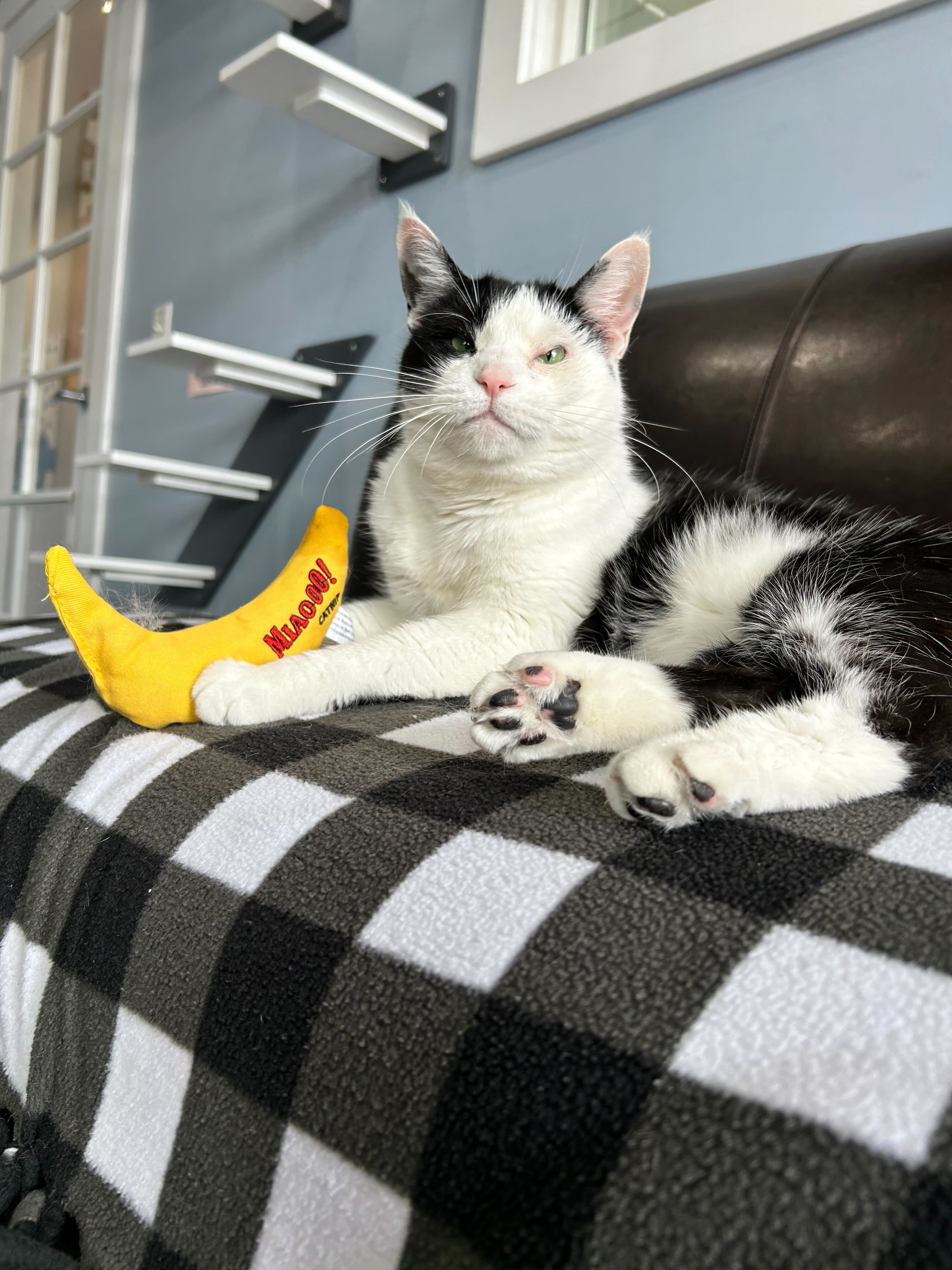 Enlarge Rosie, a Adopted Tuxedo in Woodstock, IL image 3/6