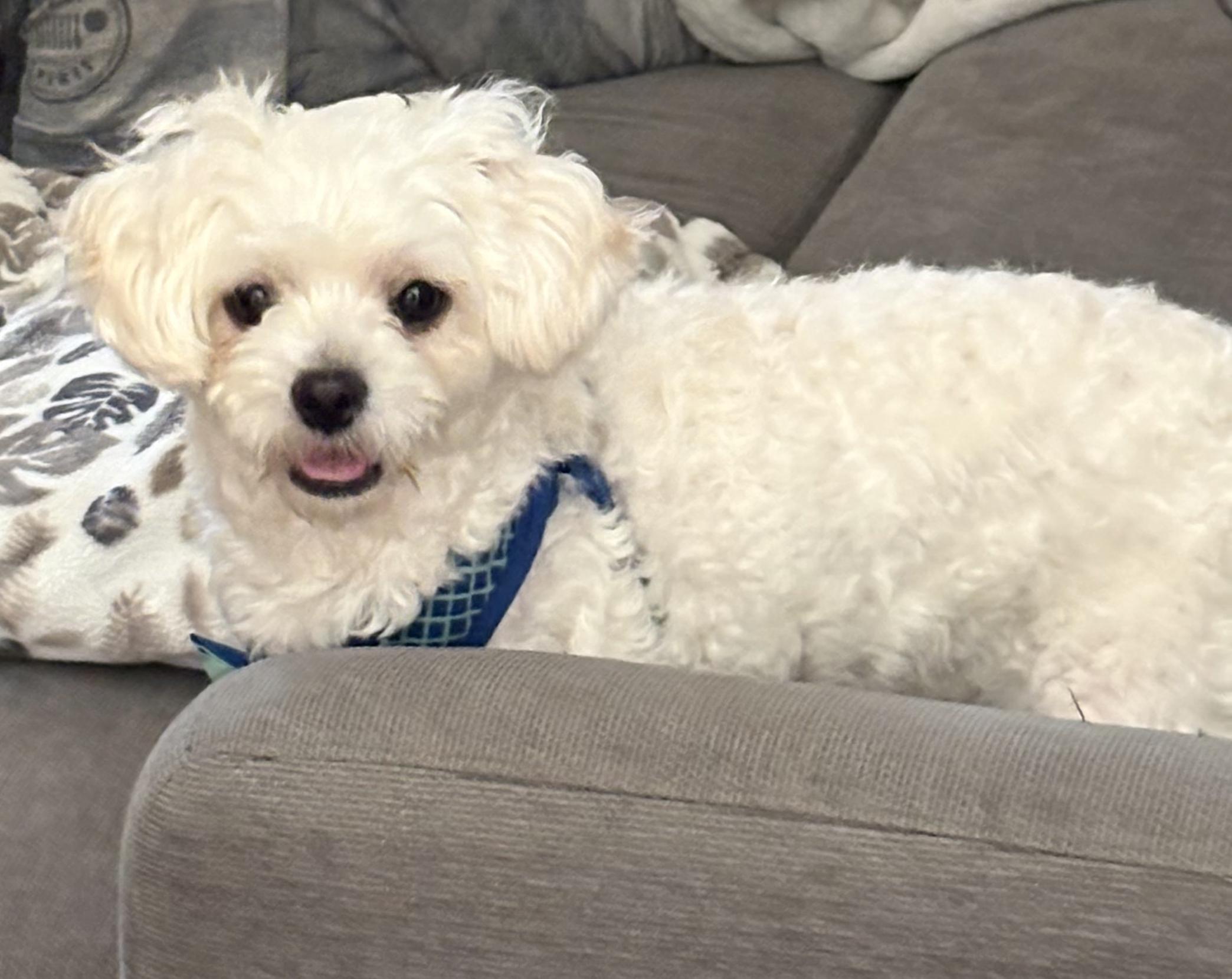 Rocky, Adoptable, Young Male Shih poo.