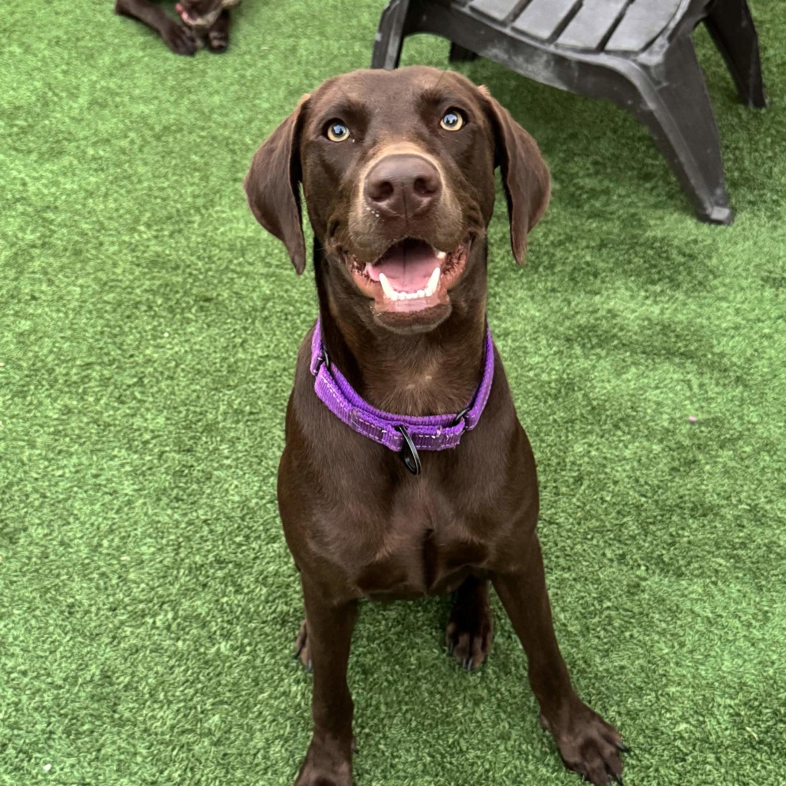 Delilah Song, a Adoptable Labrador Retriever in Fort Worth, TX image 3/3