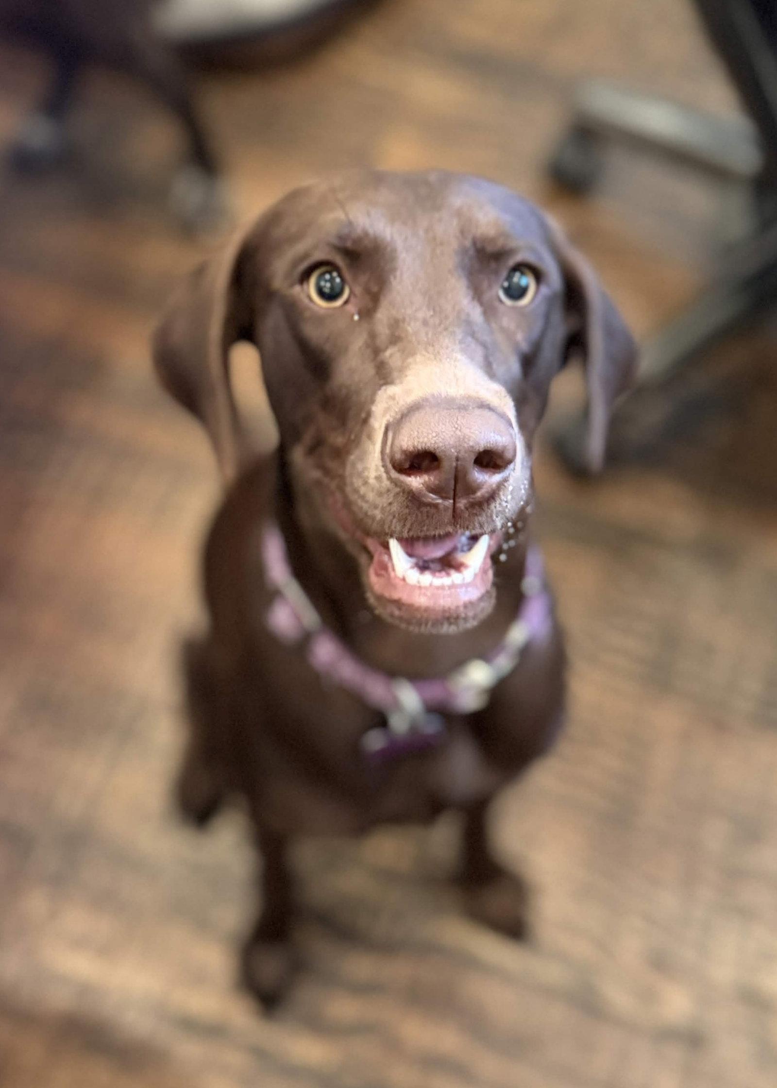 Enlarge Delilah Song, a Adoptable Labrador Retriever in Fort Worth, TX image 1/3