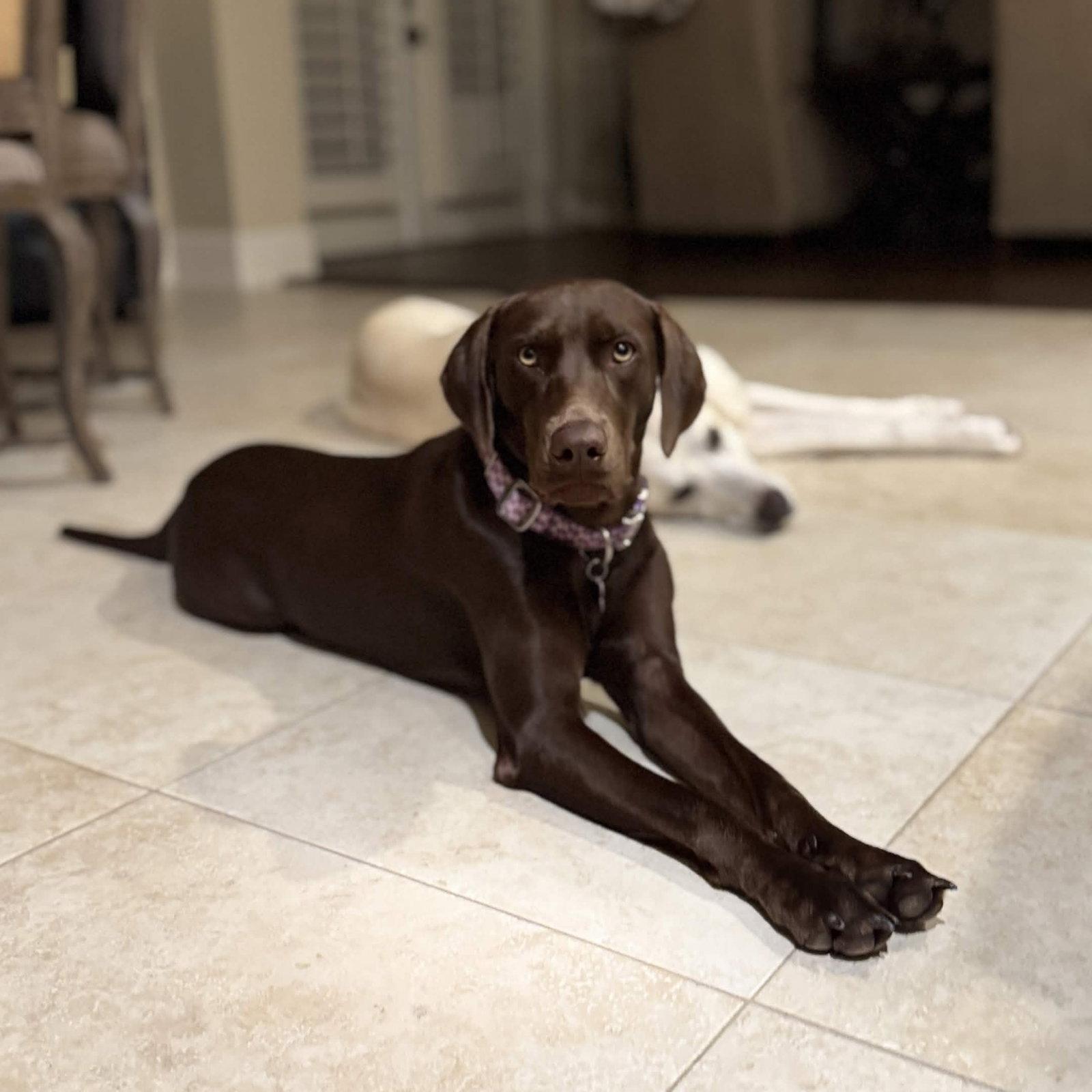 Enlarge Delilah Song, a Adoptable Labrador Retriever in Fort Worth, TX image 2/3
