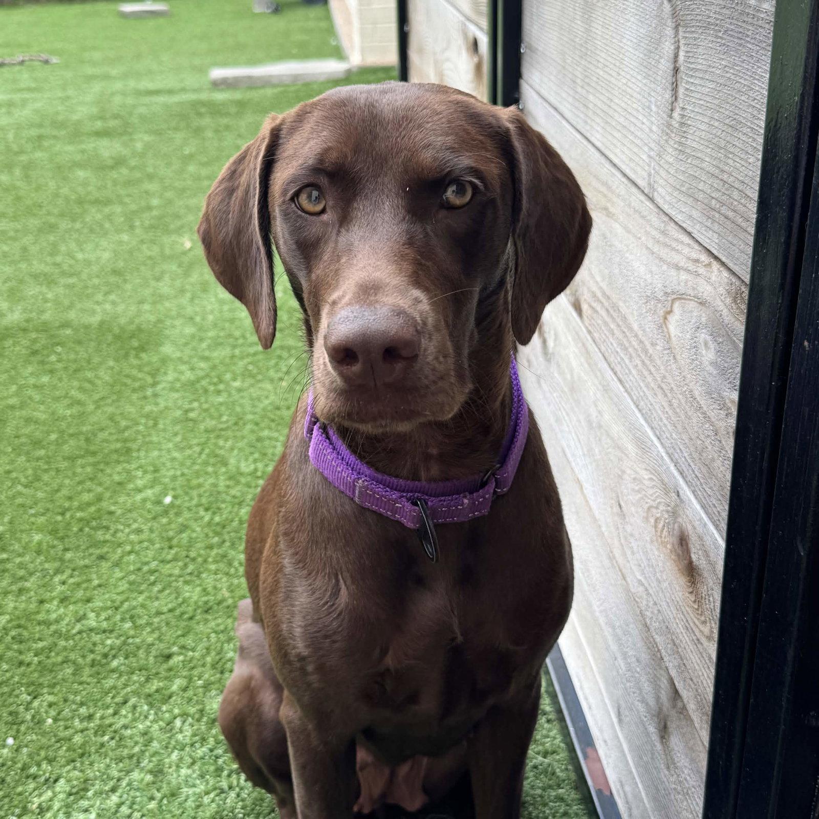 Delilah Song, a Adoptable Labrador Retriever in Fort Worth, TX image 1/3