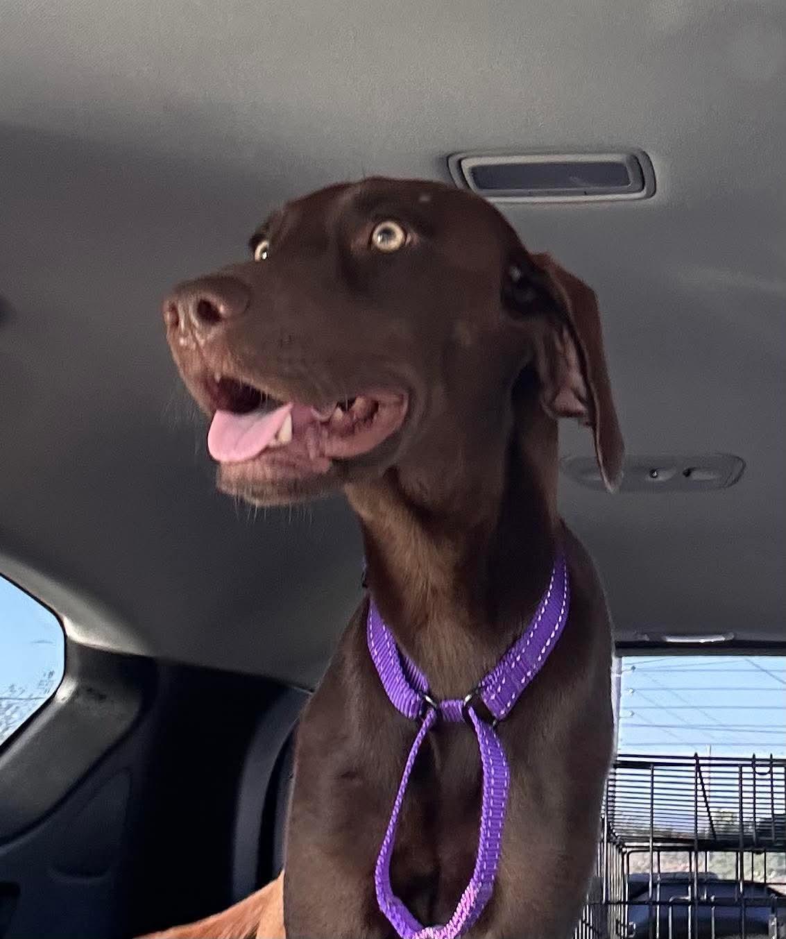 Delilah Song, a Adoptable Labrador Retriever in Fort Worth, TX image 2/3