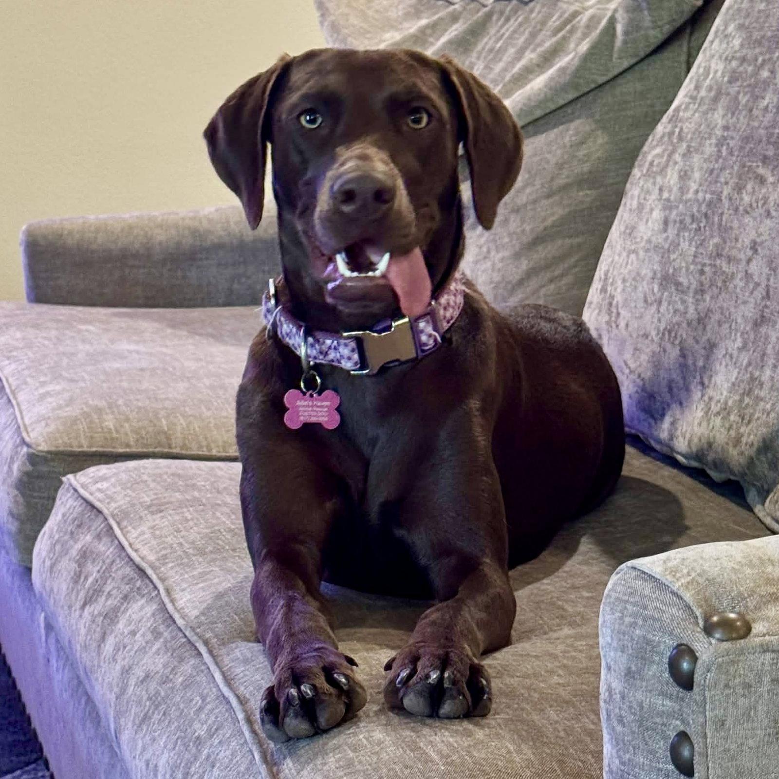 Enlarge Delilah Song, a Adoptable Labrador Retriever in Fort Worth, TX image 3/3