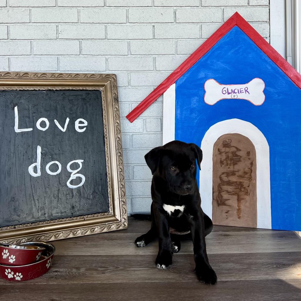 Glacier, a Adoptable German Shepherd Dog in Aberdeen, NC image 1/4