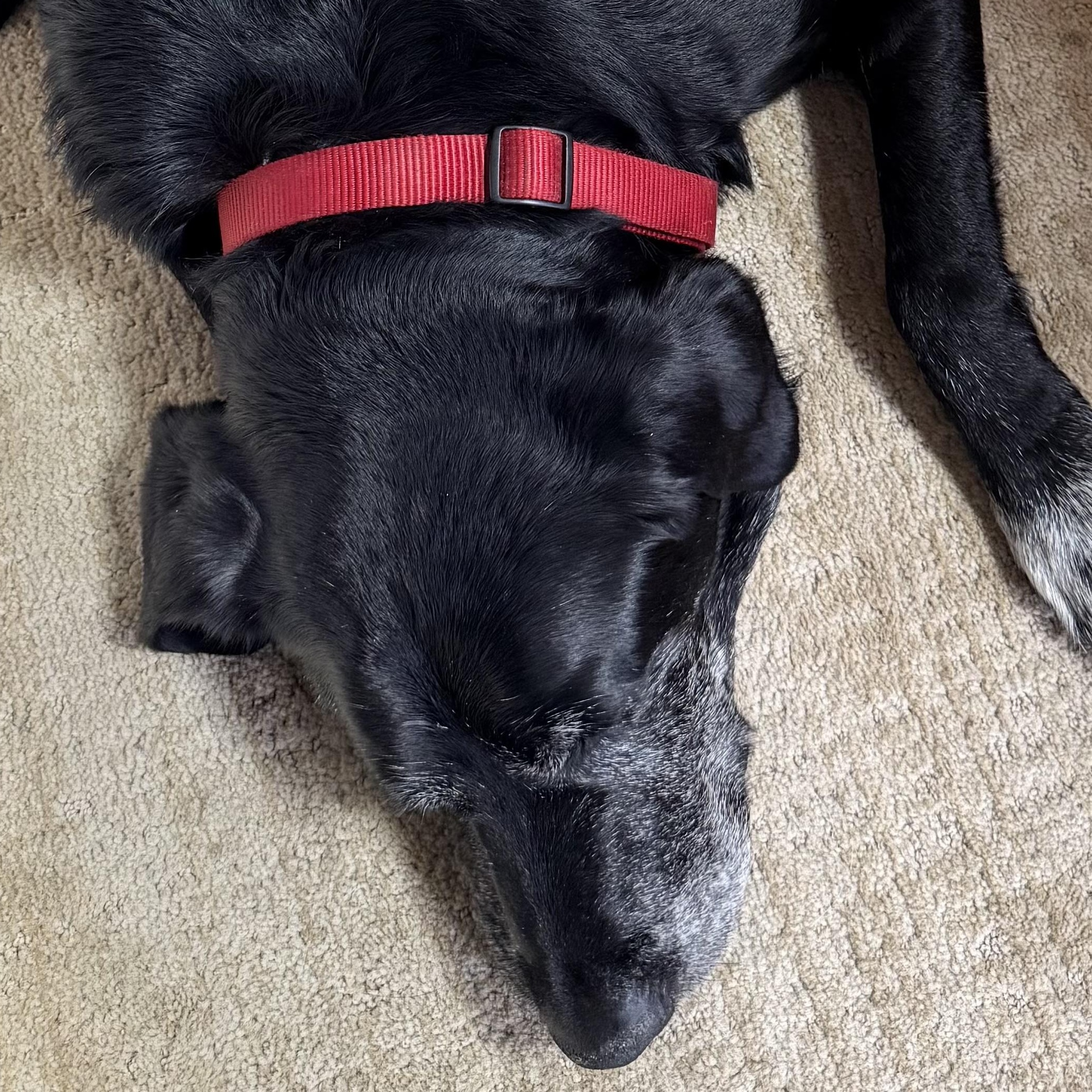 Enlarge Johnny Bravo, a ADOPTABLE Labrador Retriever in San Francisco, CA image 6/6