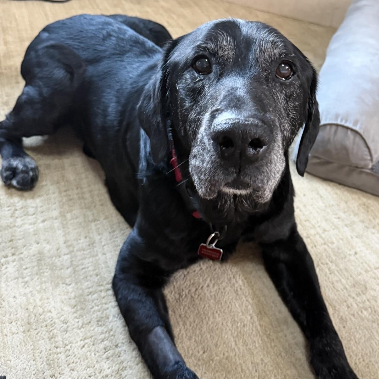 Enlarge Johnny Bravo, a ADOPTABLE Labrador Retriever in San Francisco, CA image 4/6