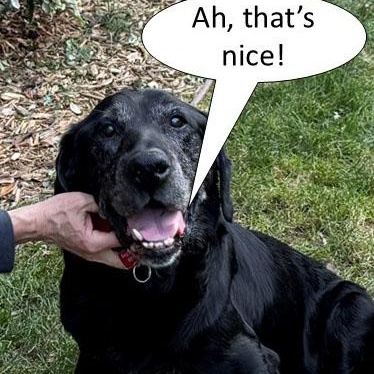 Johnny Bravo, ADOPTABLE, Senior Male Labrador Retriever.