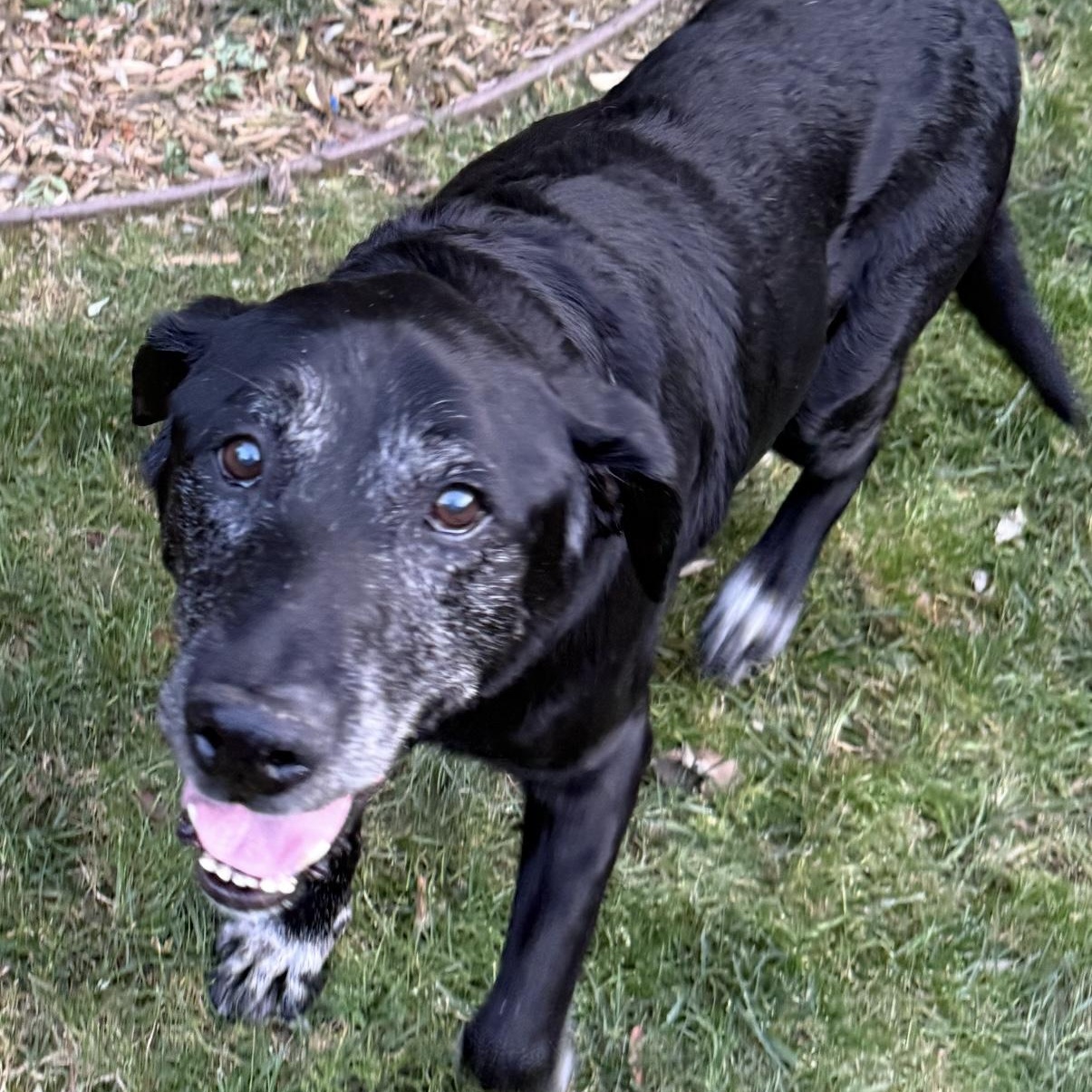 Enlarge Johnny Bravo, a ADOPTABLE Labrador Retriever in San Francisco, CA image 5/6