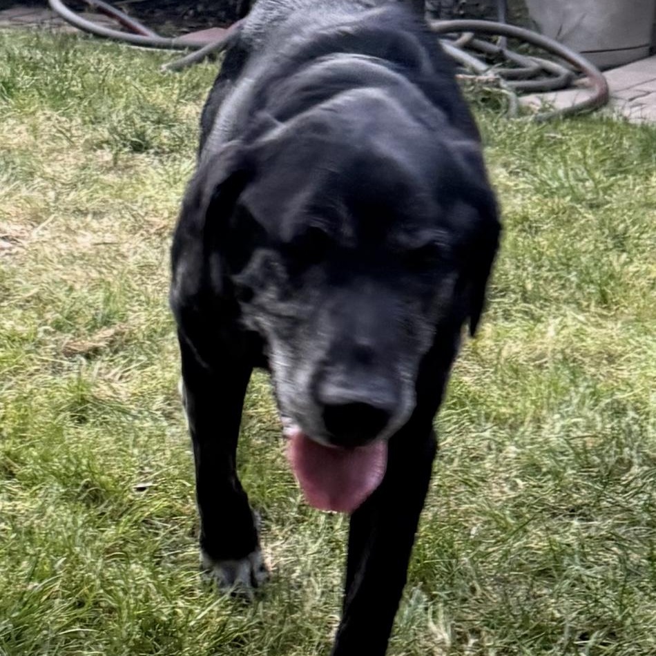 Enlarge Johnny Bravo, a ADOPTABLE Labrador Retriever in San Francisco, CA image 3/6