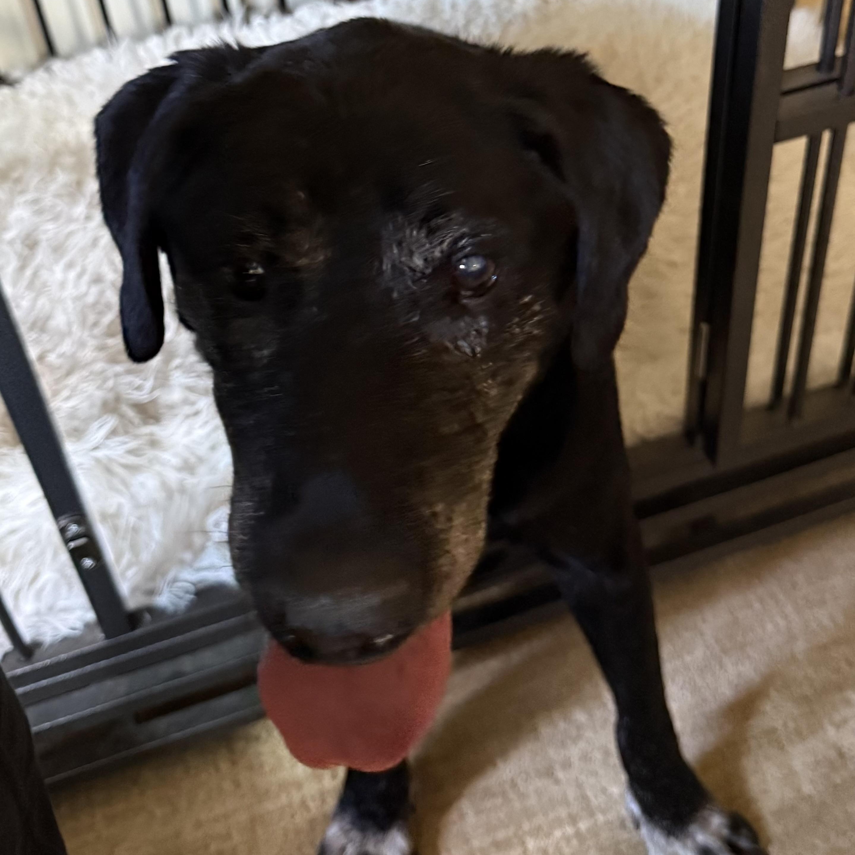 Enlarge Johnny Bravo, a ADOPTABLE Labrador Retriever in San Francisco, CA image 2/6