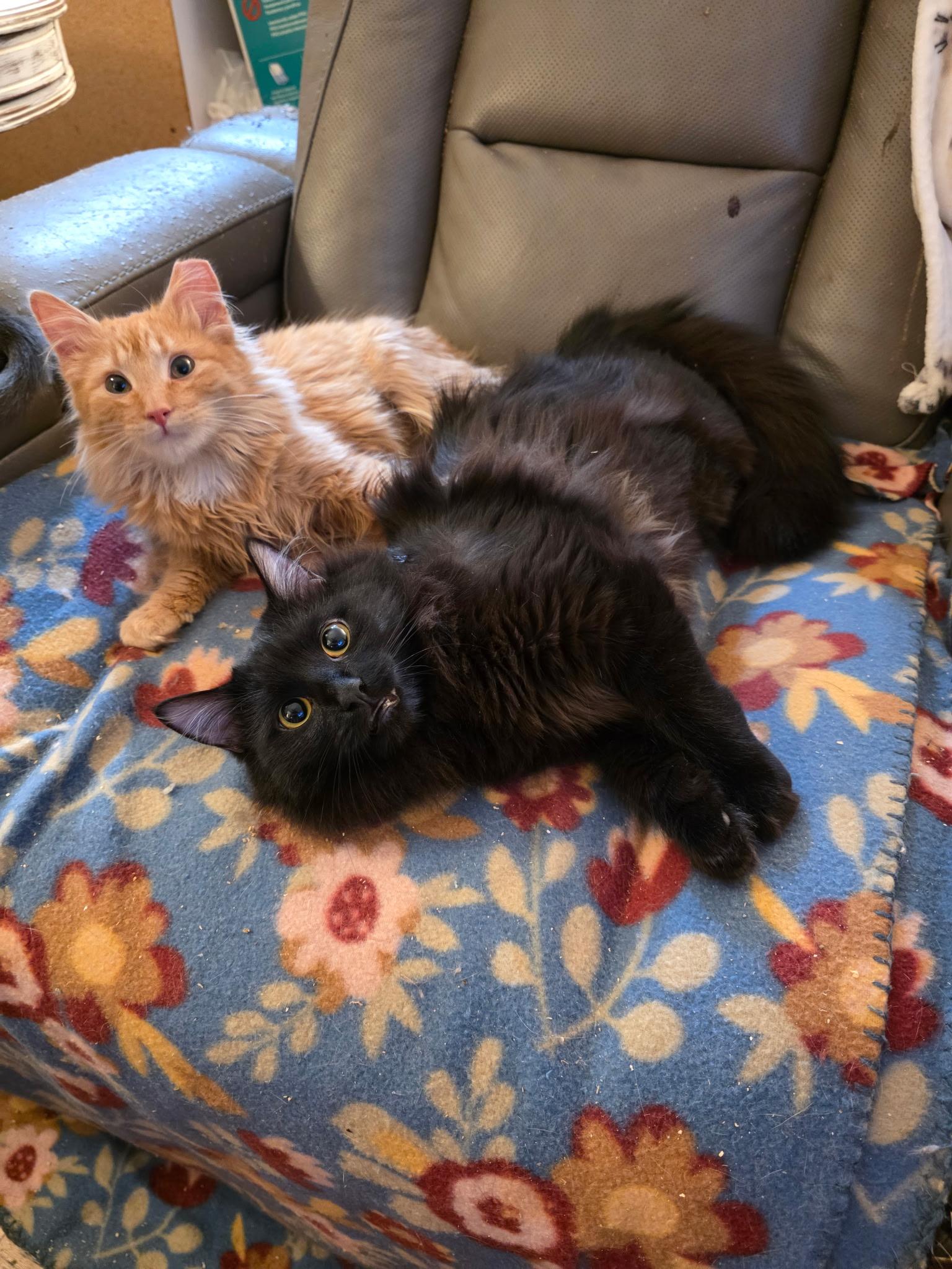 Enlarge Christy, a Adopted Domestic Medium Hair in Rio Linda, CA image 1/2