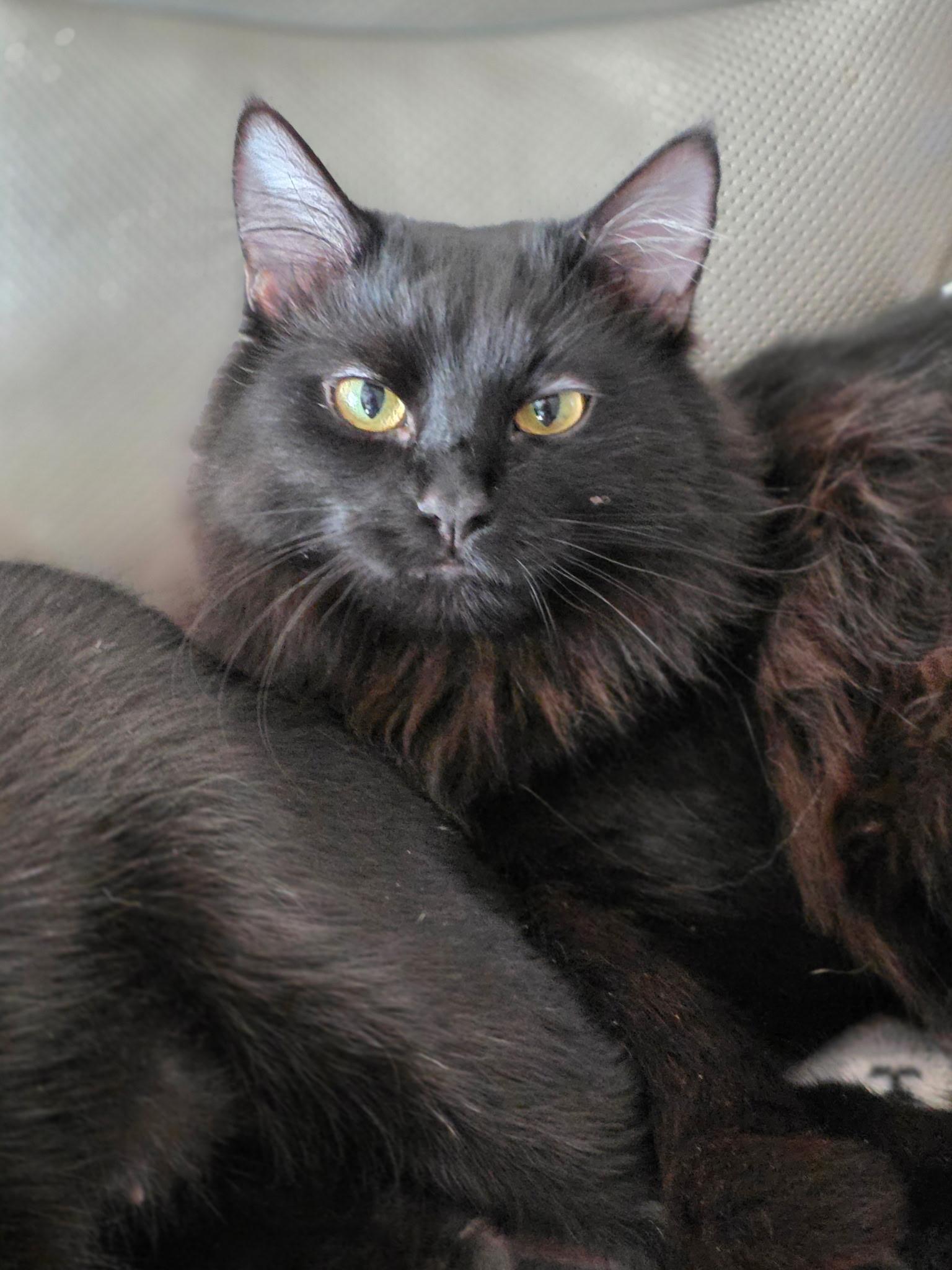 Enlarge Christy, a Adopted Domestic Medium Hair in Rio Linda, CA image 2/2