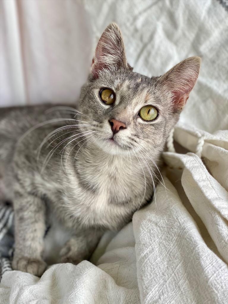 Bugsy, Adoptable, Young Female Domestic Short Hair.