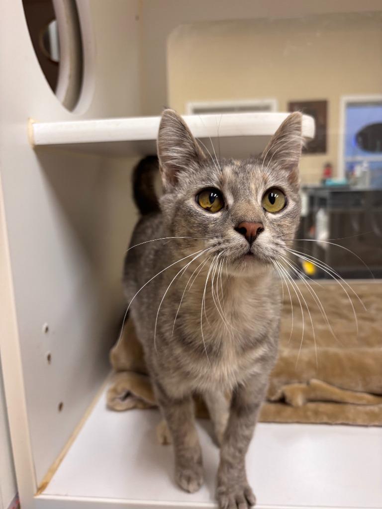 Bugsy, Adoptable, Kitten Female Domestic Short Hair.