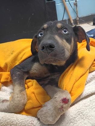 Golden Boy, Adoptable, Puppy Male Shepherd & Mixed Breed.