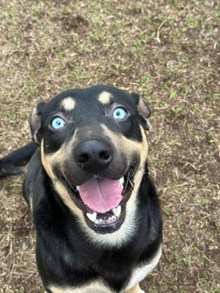 Golden Boy, Adoptable, Puppy Male Shepherd & Mixed Breed.