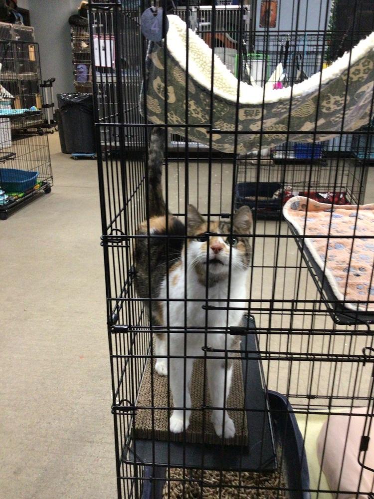 Olive, Adoptable, Adult Female Domestic Short Hair.