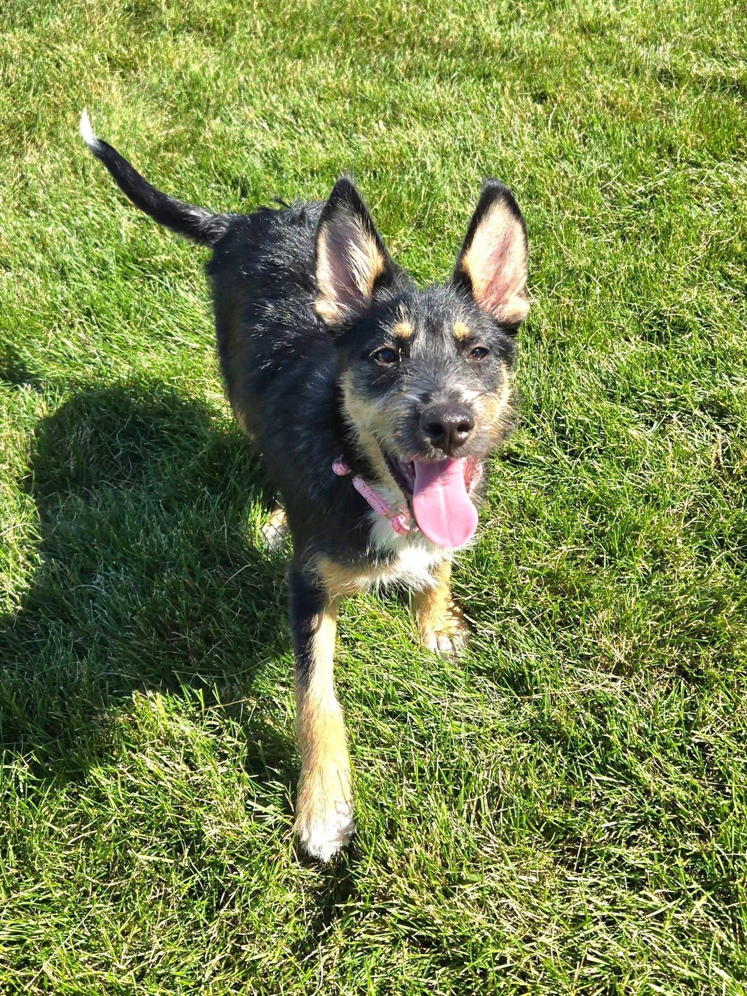 Ari, a Adoptable Terrier in New London, WI image 1/3
