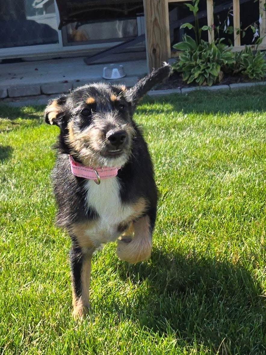 Ari, a Adoptable Terrier in New London, WI image 2/3