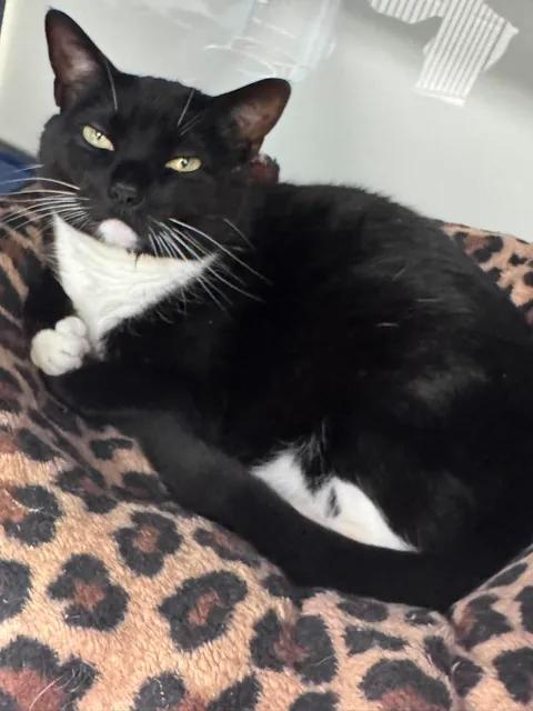 Mitsy, ADOPTABLE, Adult Female Domestic Short Hair.
