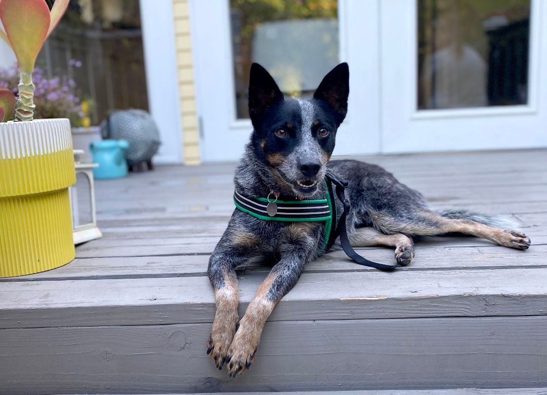 ASHER, a Adoptable Cattle Dog in Toluca Lake, CA image 1/4