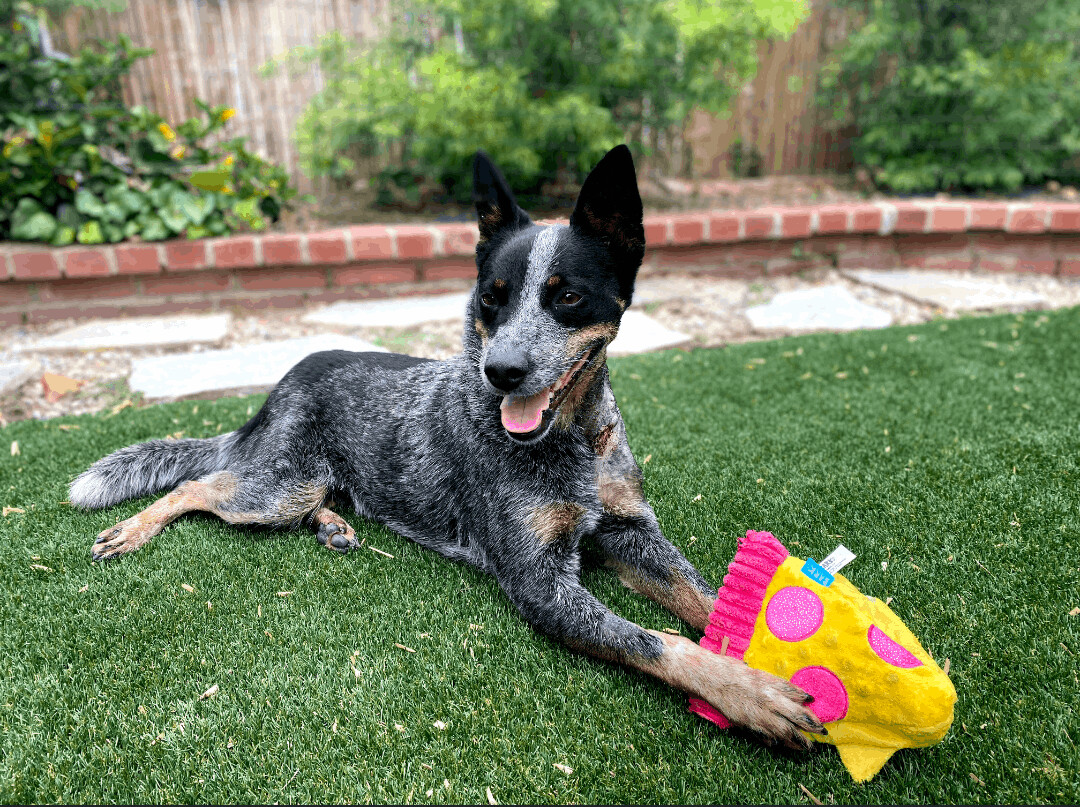 ASHER, a Adoptable Cattle Dog in Toluca Lake, CA image 2/4