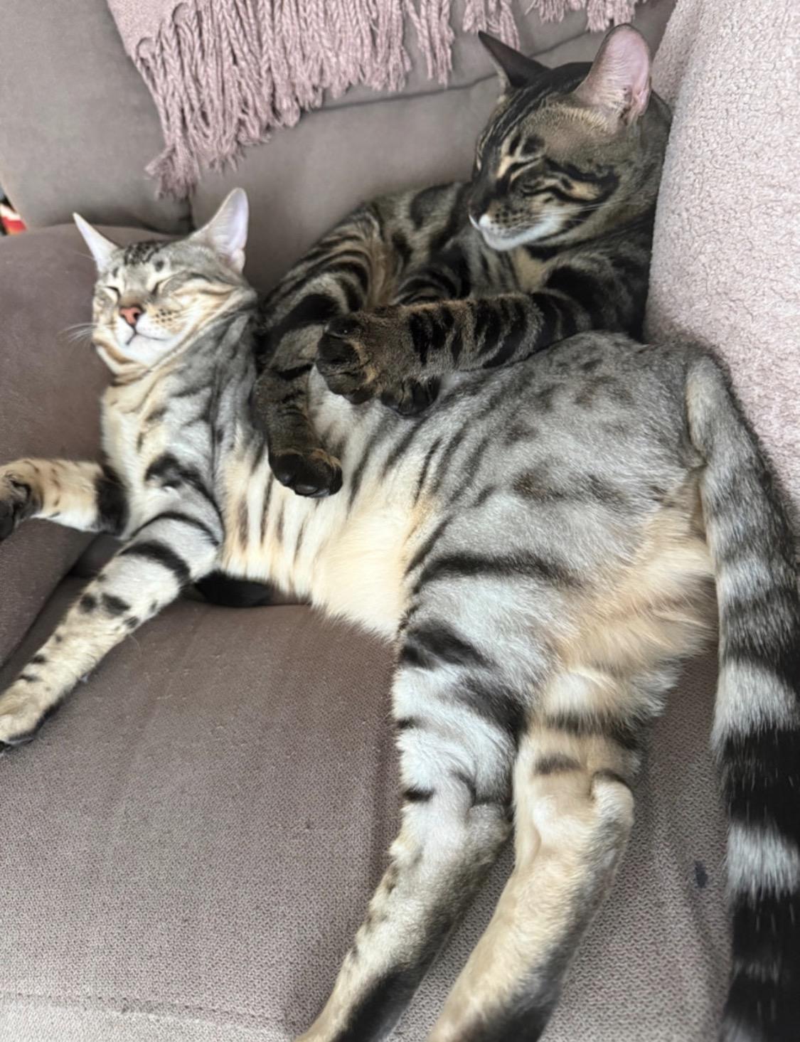 Enlarge Hazel & Juniper Bonded, a Adoptable Bengal in Clarksburg, ON image 4/5