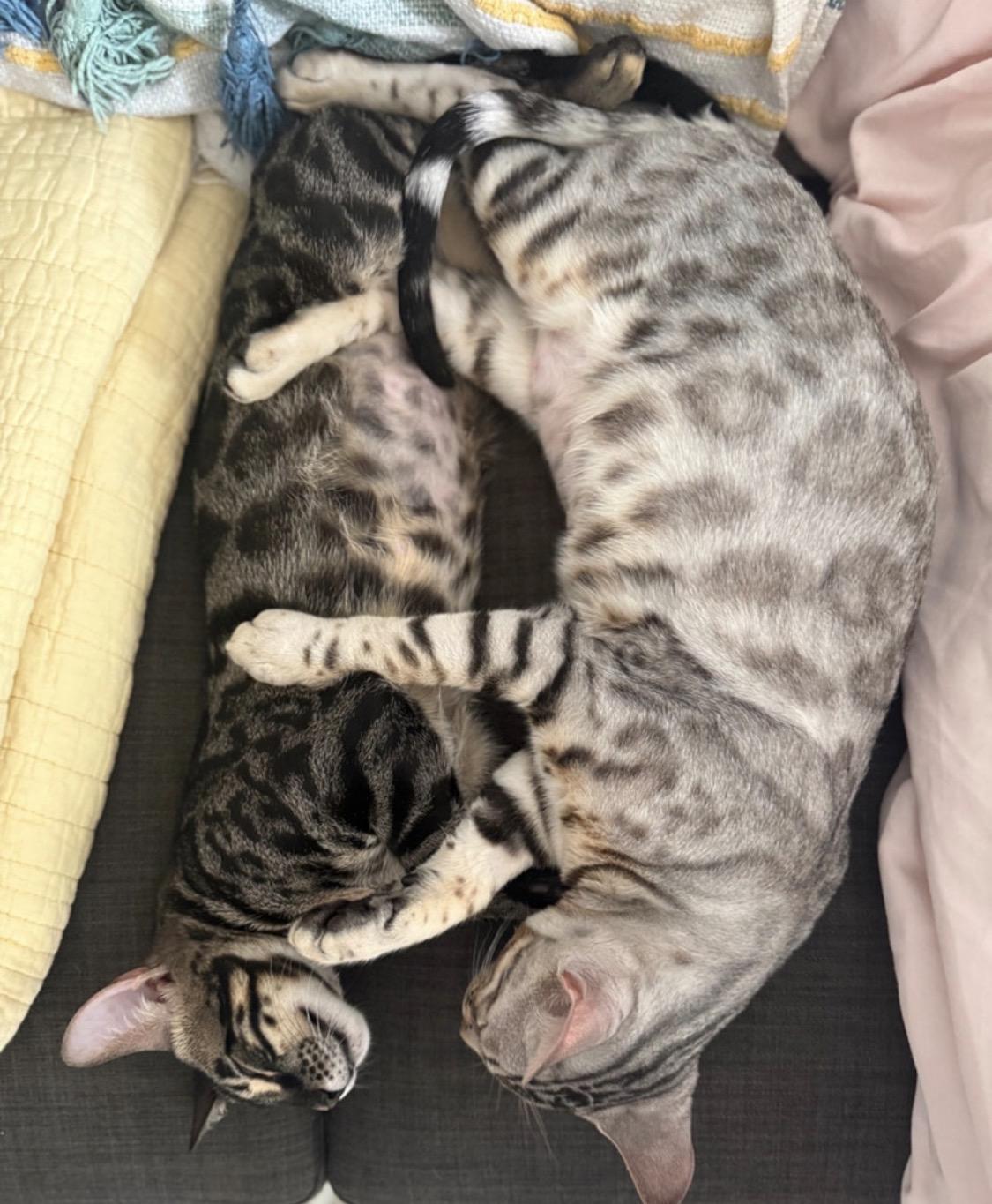Hazel & Juniper Bonded, Adoptable, Young Female Bengal.
