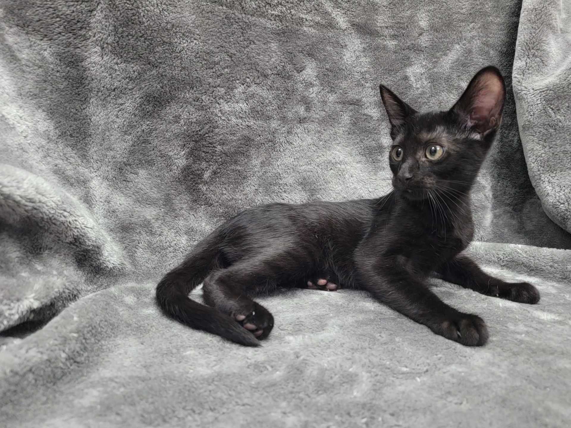 Able — thumbnail 2