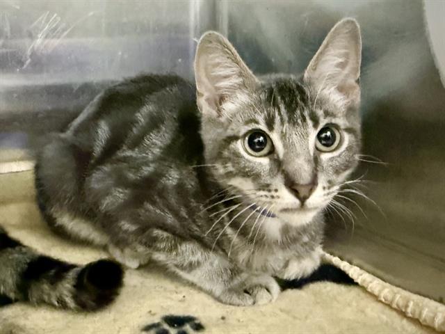 KETCHUP, Adoptable, Kitten Male Domestic Short Hair.