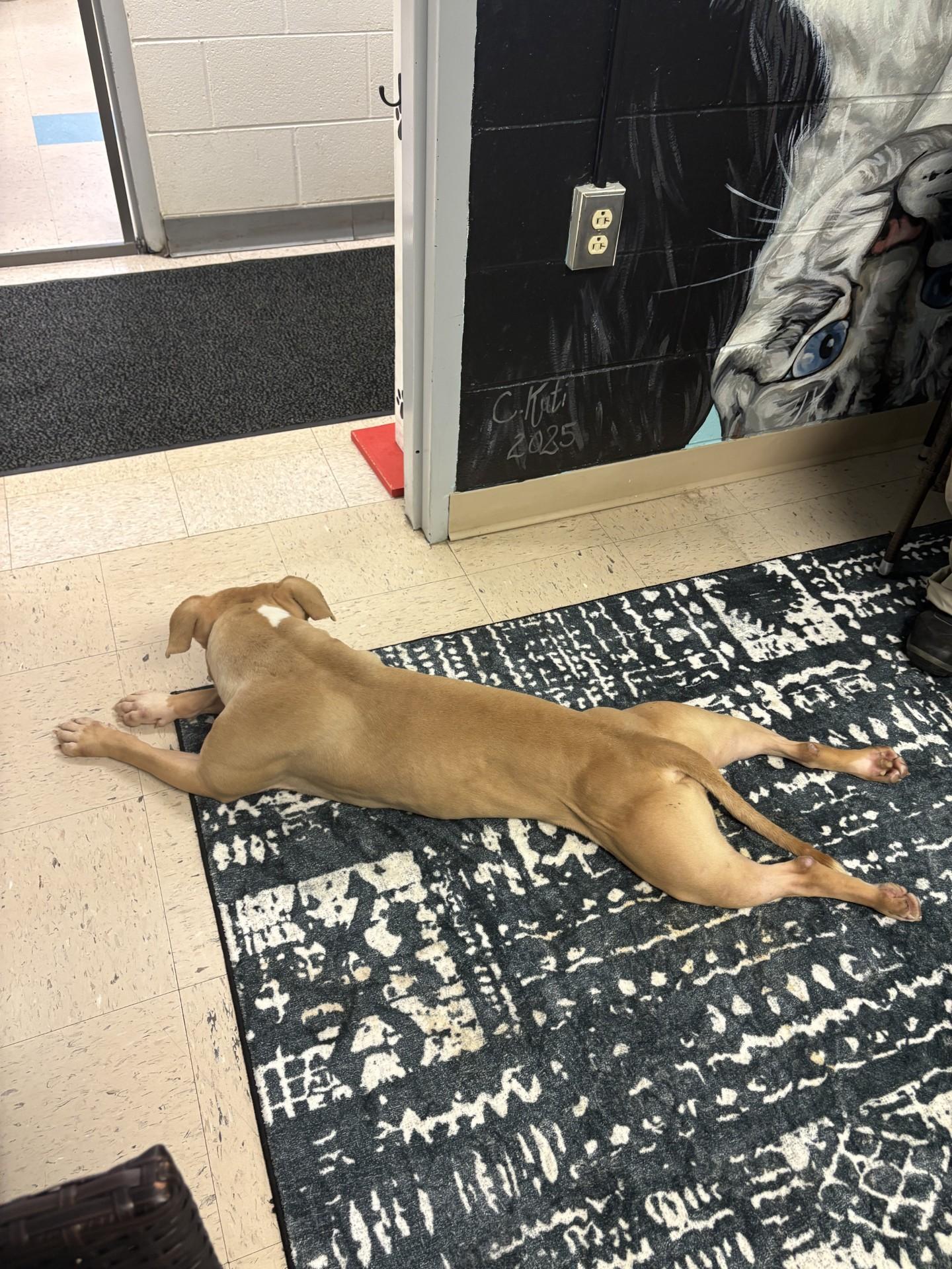 Enlarge Layla, an adopted Pit Bull Terrier in Ashland, VA image 2/5