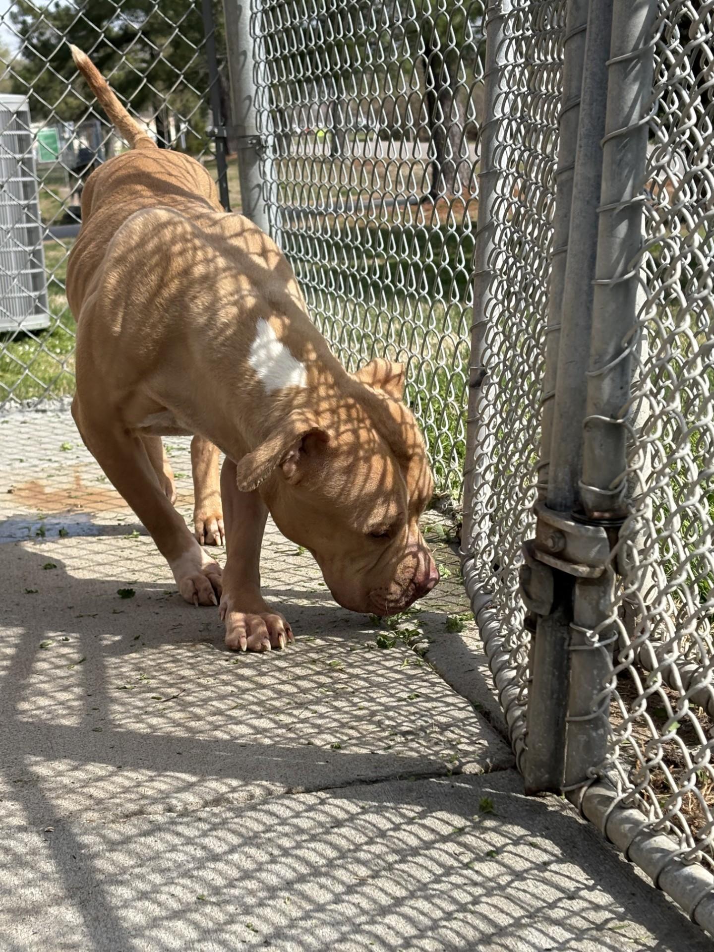 Enlarge Layla, an adopted Pit Bull Terrier in Ashland, VA image 5/5