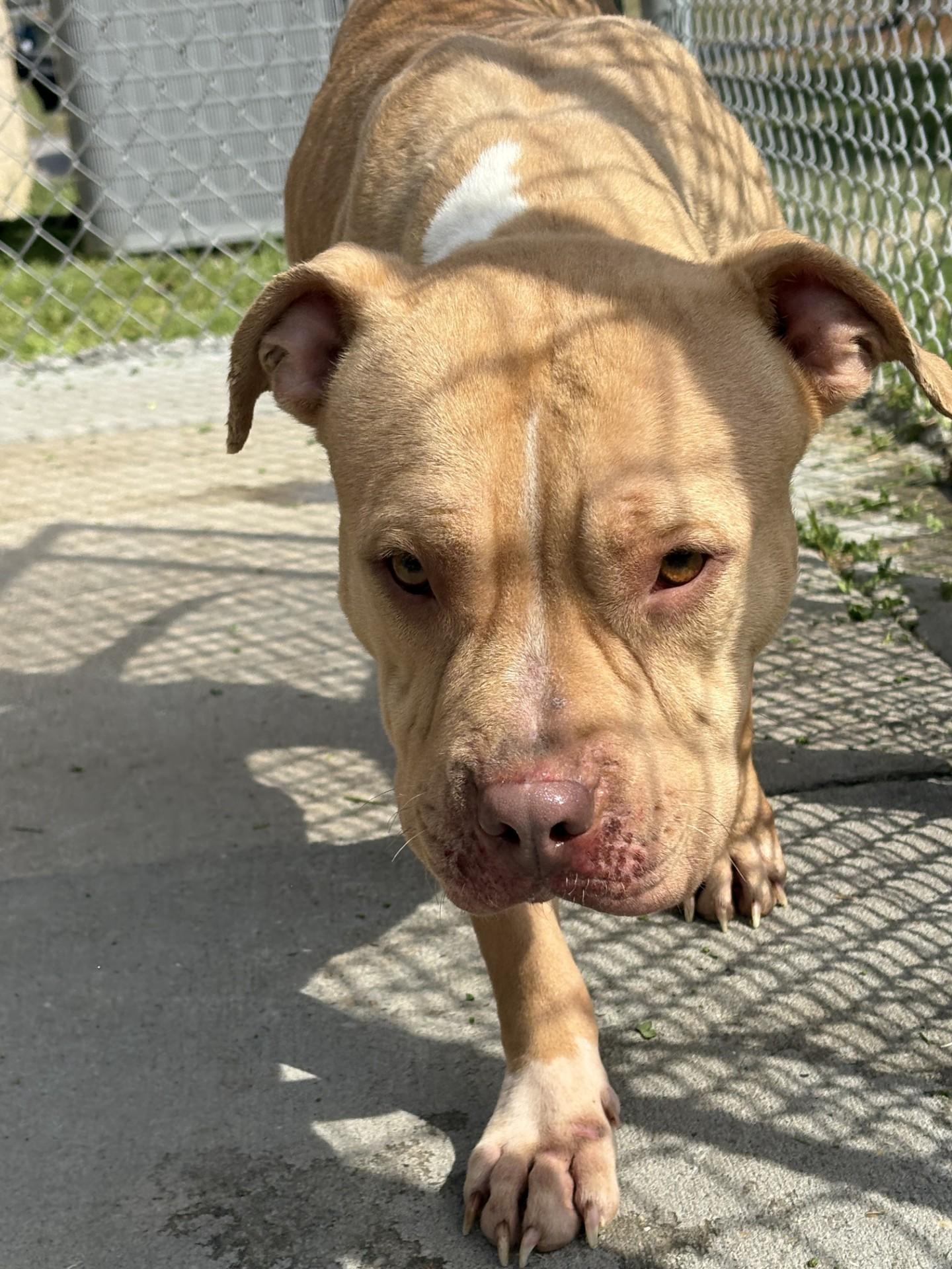 Enlarge Layla, an adopted Pit Bull Terrier in Ashland, VA image 3/5