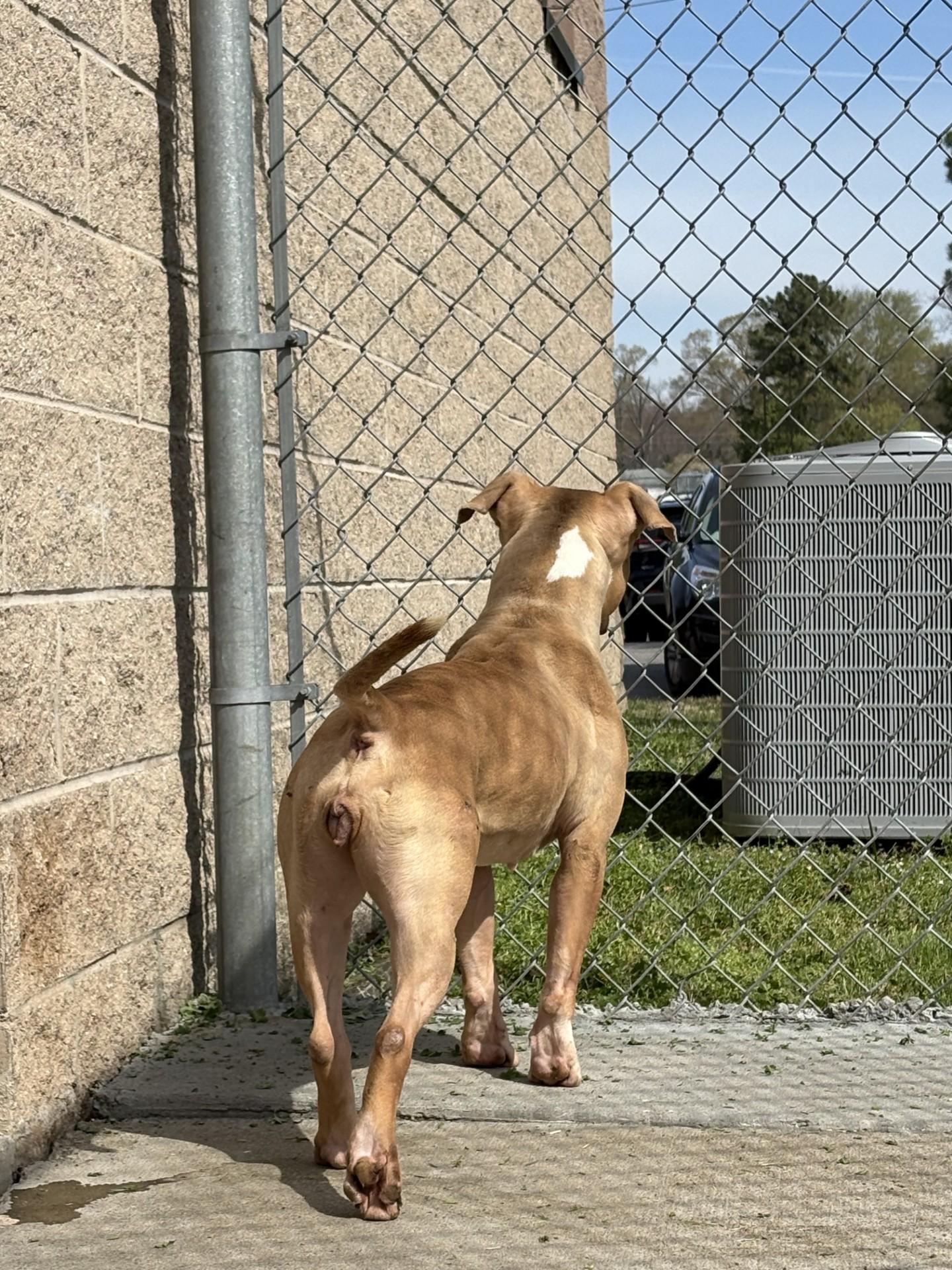 Enlarge Layla, an adopted Pit Bull Terrier in Ashland, VA image 4/5